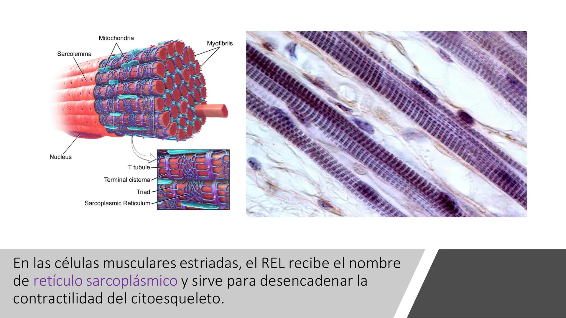# Unidad 5.
Sistema de
endomembranas
ARN600 Biología Celular y Molecular # Objetivos de Aprendizaje
- Conocer los compartimentos membrano