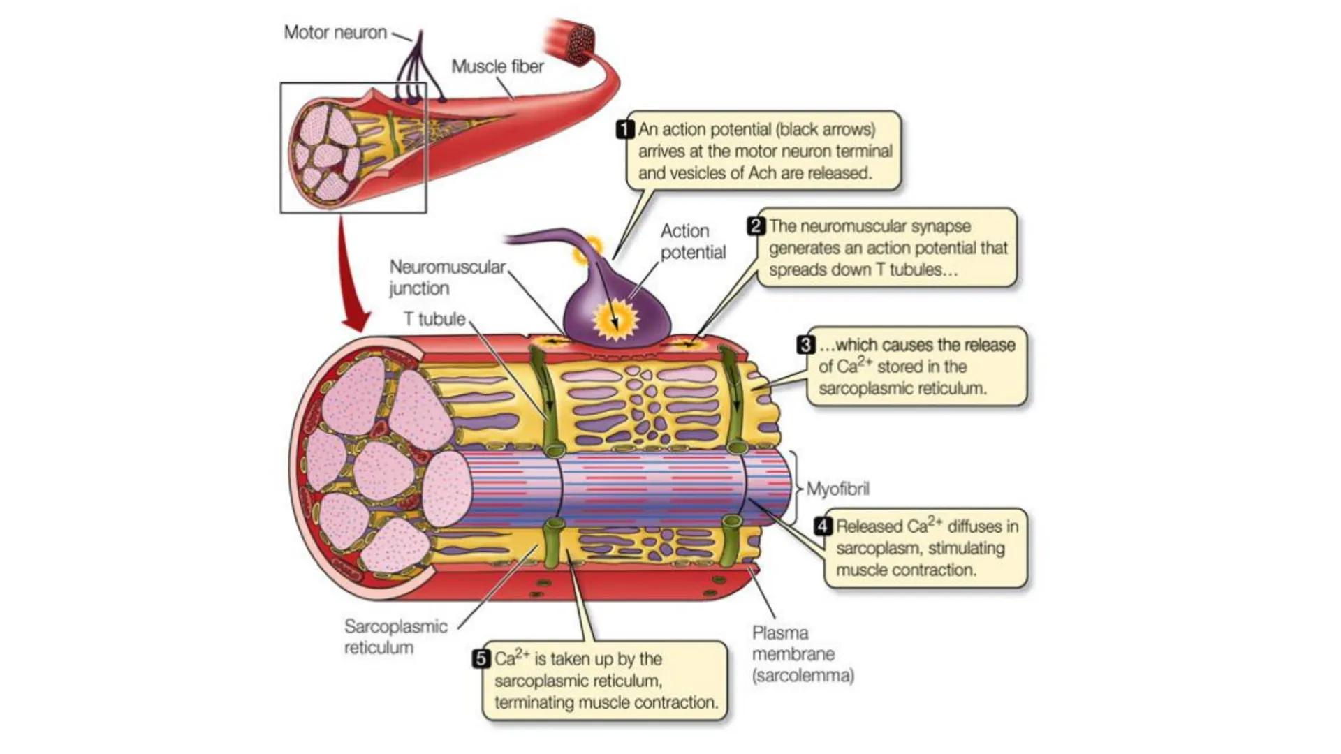 # Unidad 5.
Sistema de
endomembranas
ARN600 Biología Celular y Molecular # Objetivos de Aprendizaje
- Conocer los compartimentos membrano