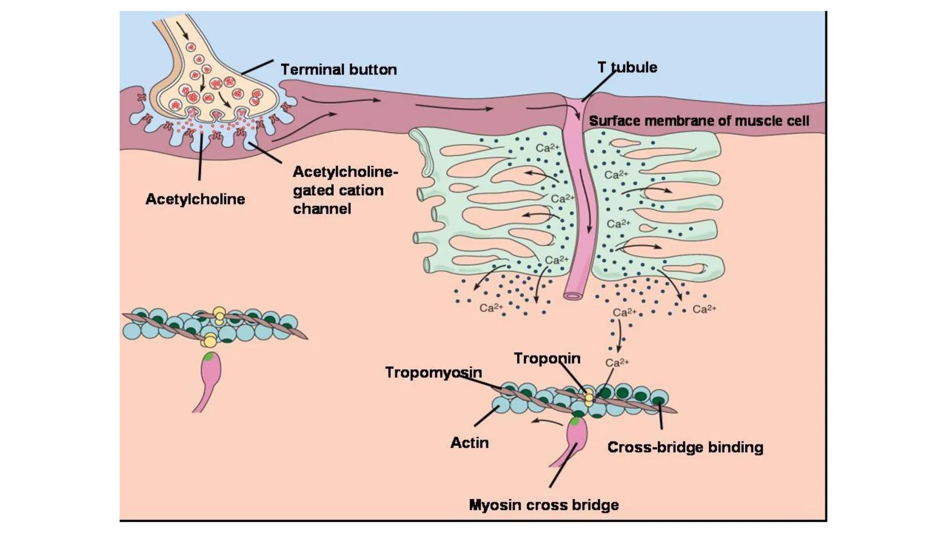 # Unidad 5.
Sistema de
endomembranas
ARN600 Biología Celular y Molecular # Objetivos de Aprendizaje
- Conocer los compartimentos membrano
