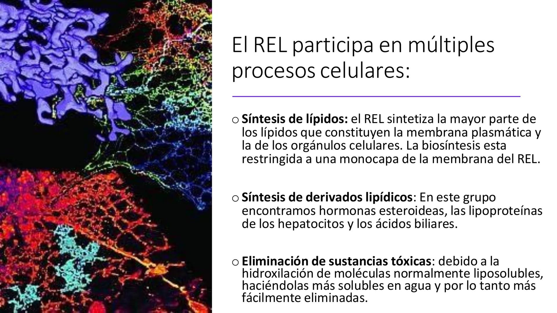 # Unidad 5.
Sistema de
endomembranas
ARN600 Biología Celular y Molecular # Objetivos de Aprendizaje
- Conocer los compartimentos membrano