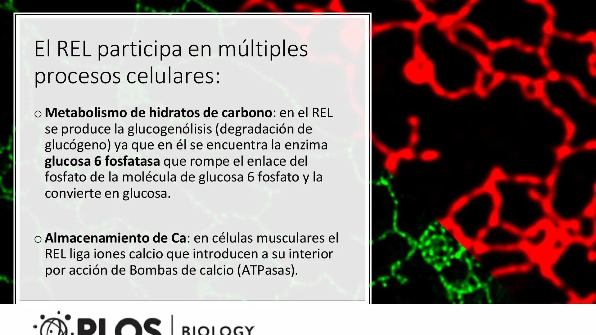 # Unidad 5.
Sistema de
endomembranas
ARN600 Biología Celular y Molecular # Objetivos de Aprendizaje
- Conocer los compartimentos membrano