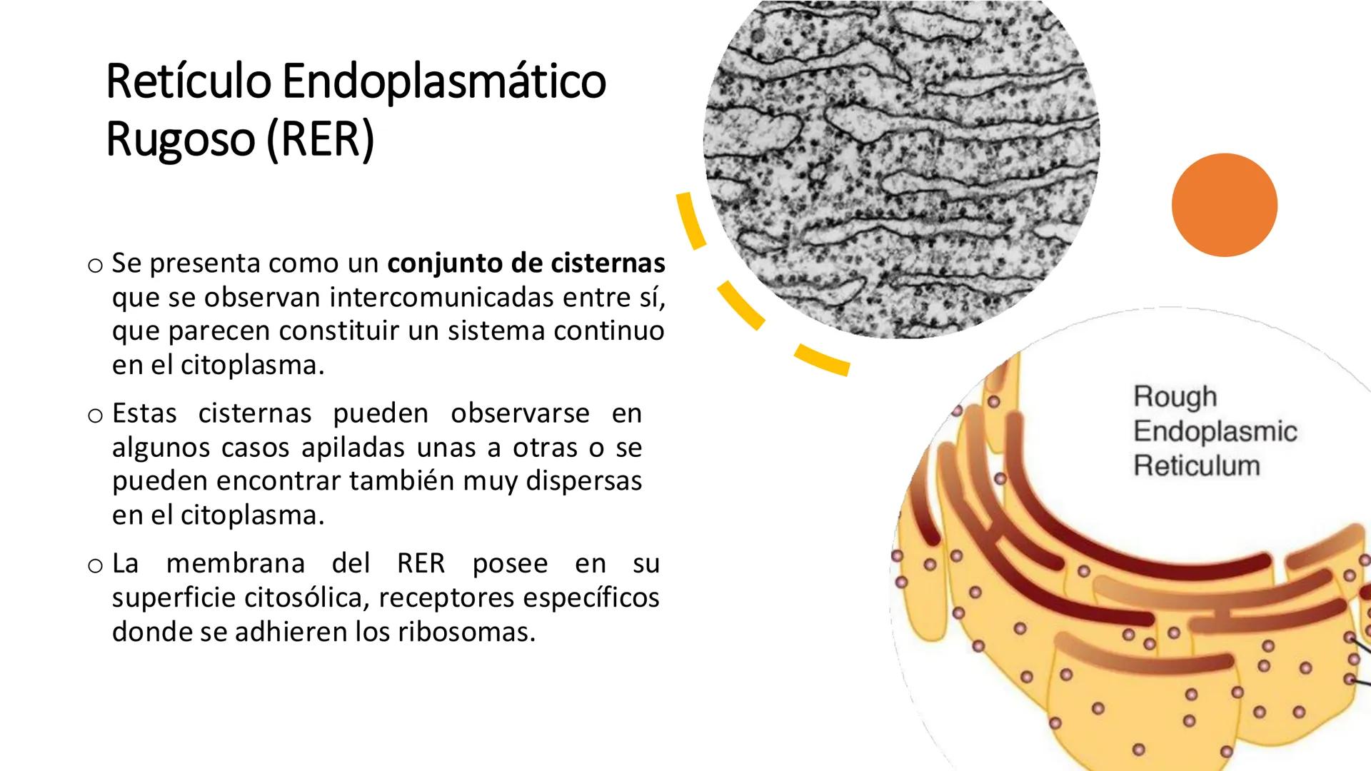 # Unidad 5.
Sistema de
endomembranas
ARN600 Biología Celular y Molecular # Objetivos de Aprendizaje
- Conocer los compartimentos membrano