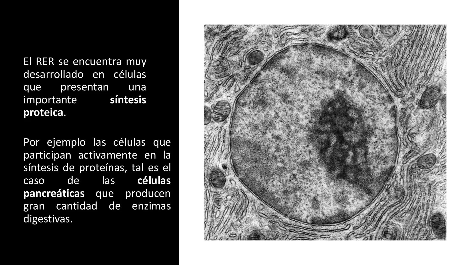# Unidad 5.
Sistema de
endomembranas
ARN600 Biología Celular y Molecular # Objetivos de Aprendizaje
- Conocer los compartimentos membrano