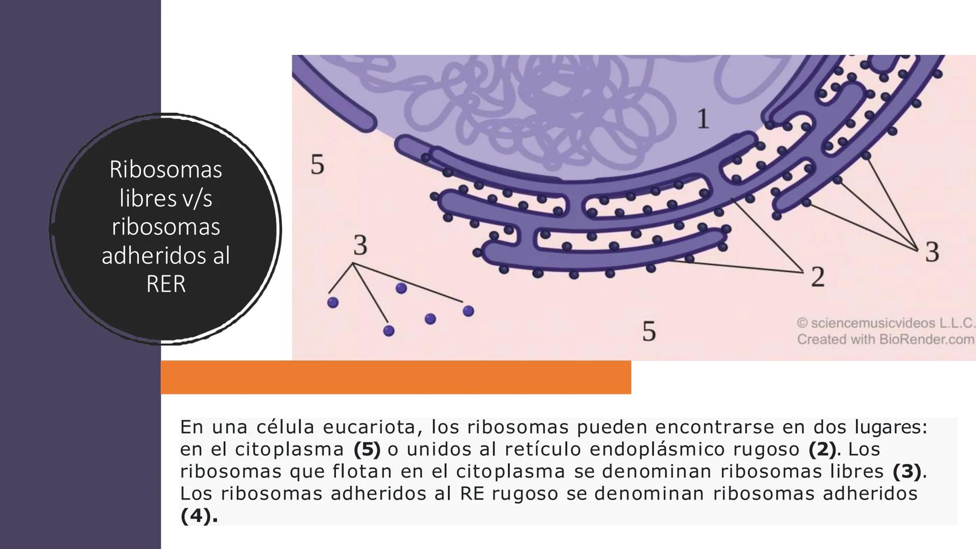 # Unidad 5.
Sistema de
endomembranas
ARN600 Biología Celular y Molecular # Objetivos de Aprendizaje
- Conocer los compartimentos membrano