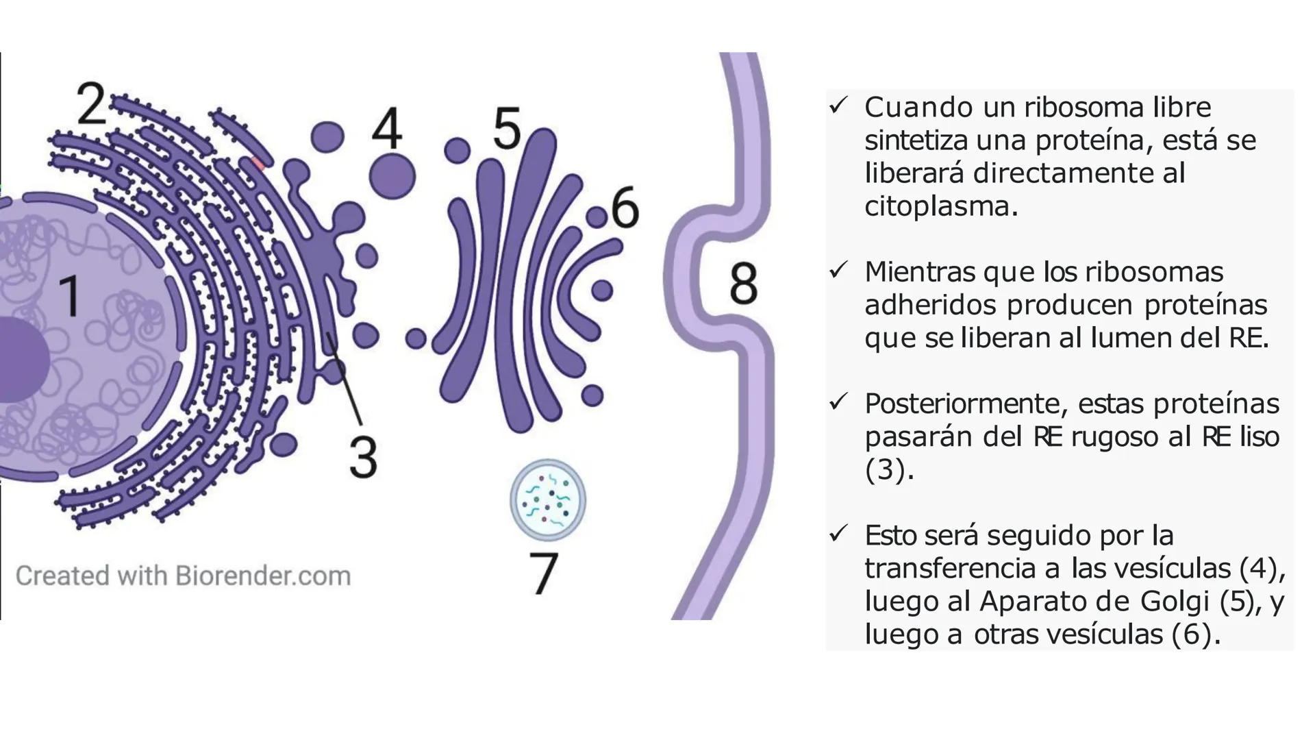 # Unidad 5.
Sistema de
endomembranas
ARN600 Biología Celular y Molecular # Objetivos de Aprendizaje
- Conocer los compartimentos membrano
