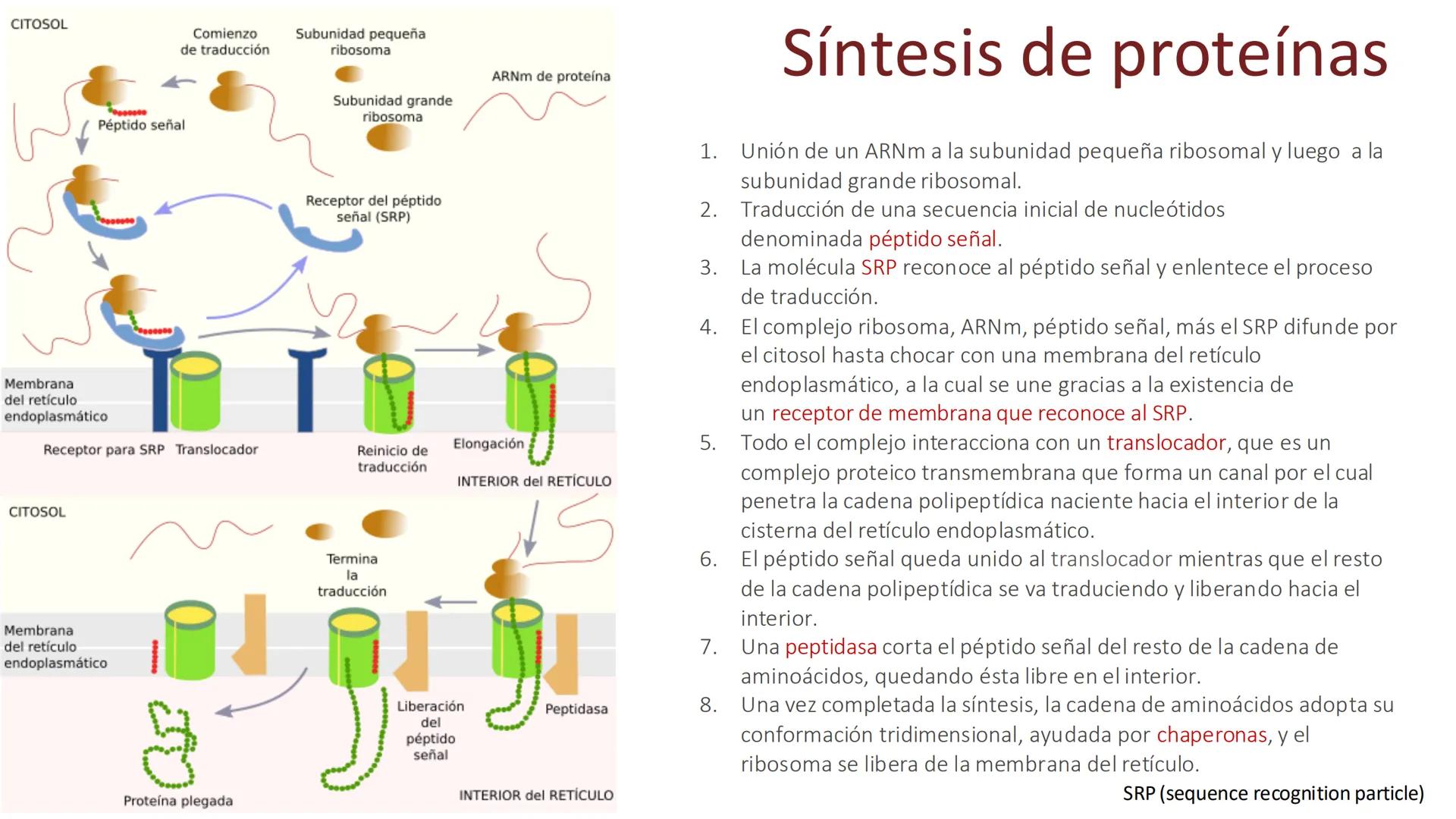 # Unidad 5.
Sistema de
endomembranas
ARN600 Biología Celular y Molecular # Objetivos de Aprendizaje
- Conocer los compartimentos membrano