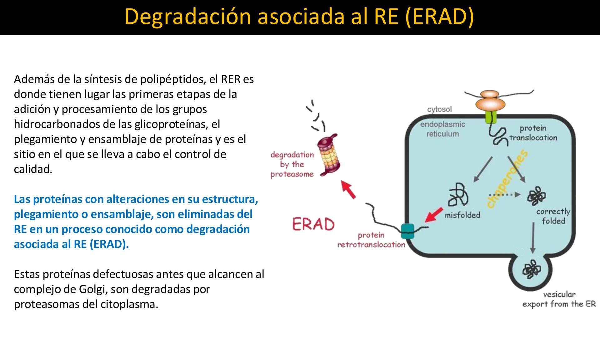 # Unidad 5.
Sistema de
endomembranas
ARN600 Biología Celular y Molecular # Objetivos de Aprendizaje
- Conocer los compartimentos membrano