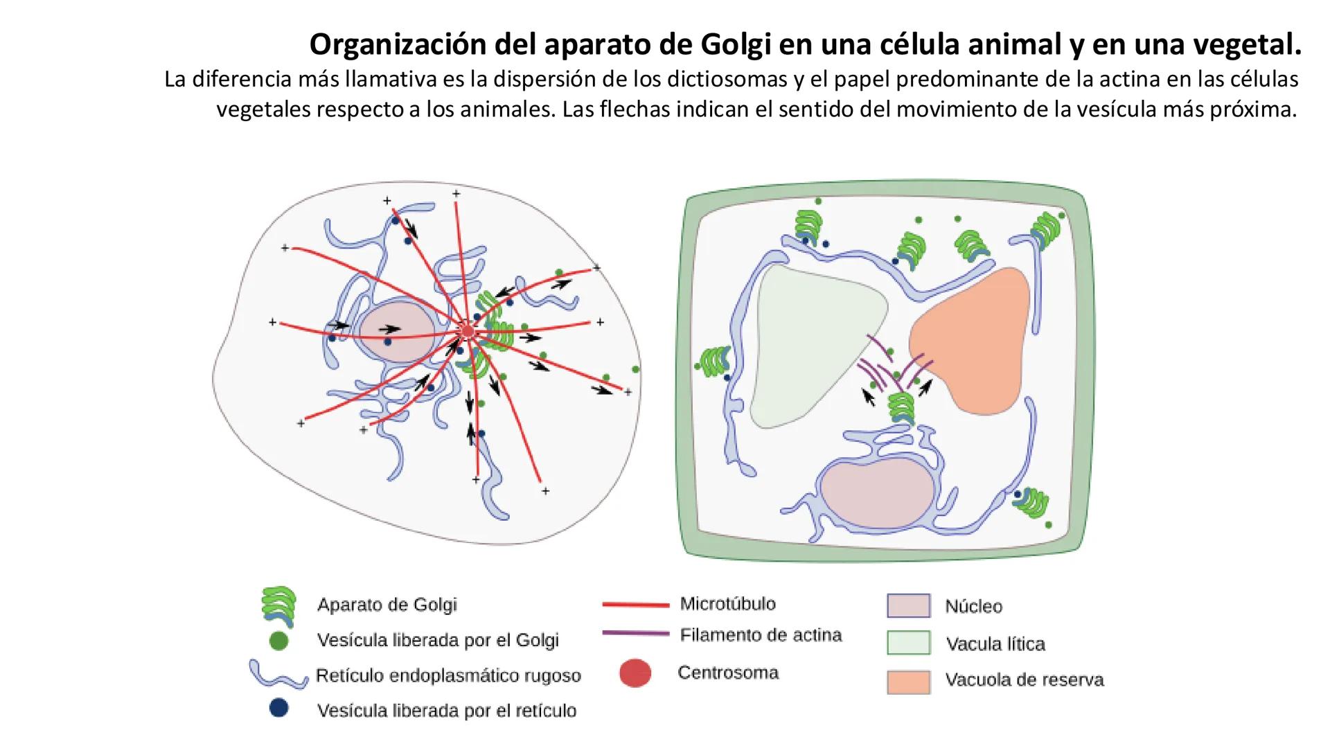 # Unidad 5.
Sistema de
endomembranas
ARN600 Biología Celular y Molecular # Objetivos de Aprendizaje
- Conocer los compartimentos membrano