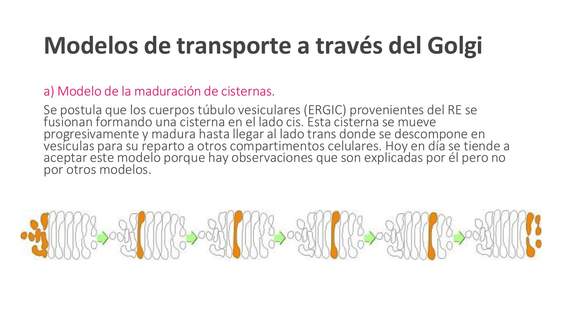 # Unidad 5.
Sistema de
endomembranas
ARN600 Biología Celular y Molecular # Objetivos de Aprendizaje
- Conocer los compartimentos membrano