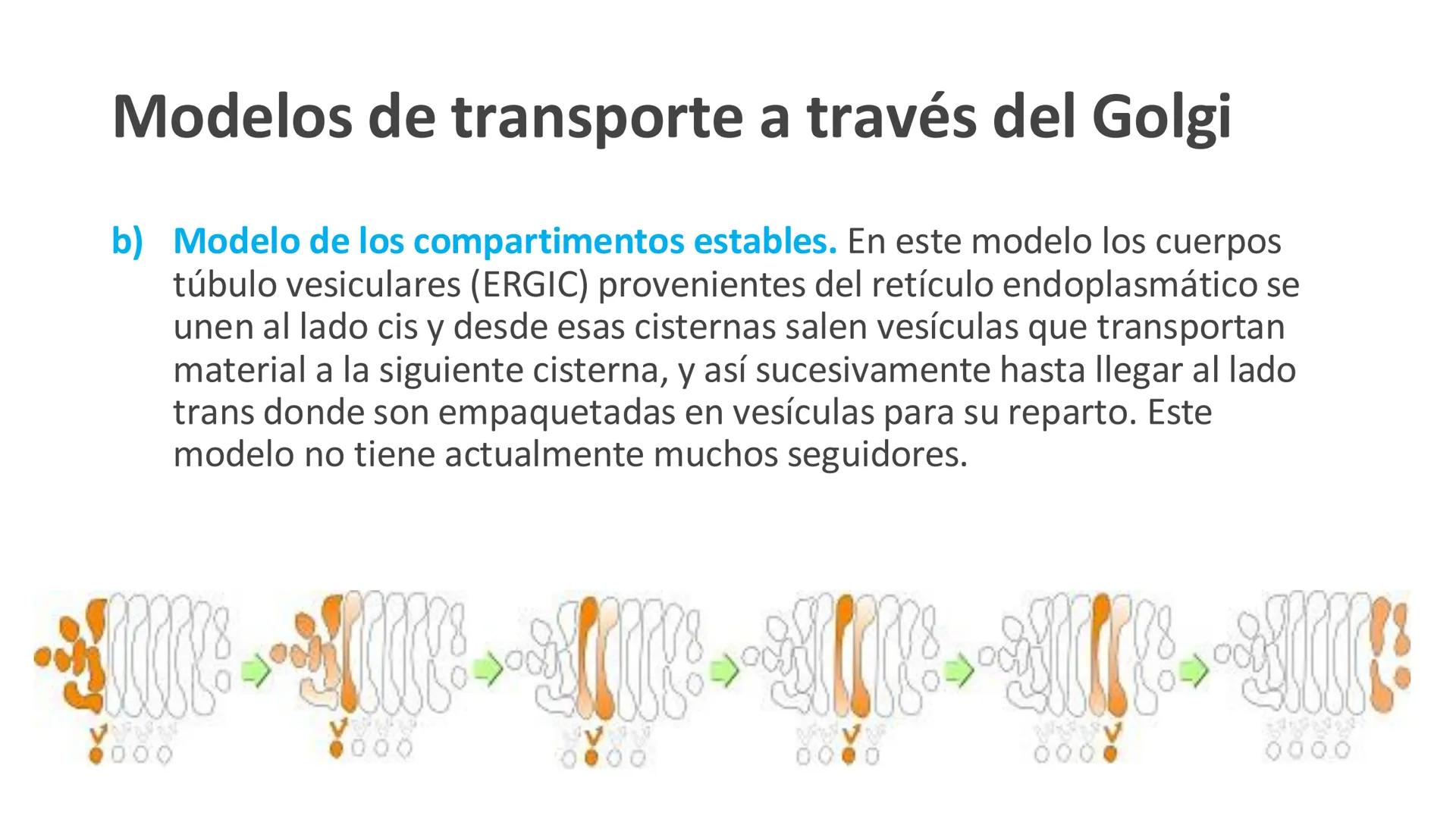 # Unidad 5.
Sistema de
endomembranas
ARN600 Biología Celular y Molecular # Objetivos de Aprendizaje
- Conocer los compartimentos membrano