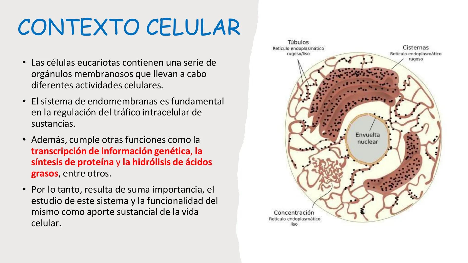 # Unidad 5.
Sistema de
endomembranas
ARN600 Biología Celular y Molecular # Objetivos de Aprendizaje
- Conocer los compartimentos membrano