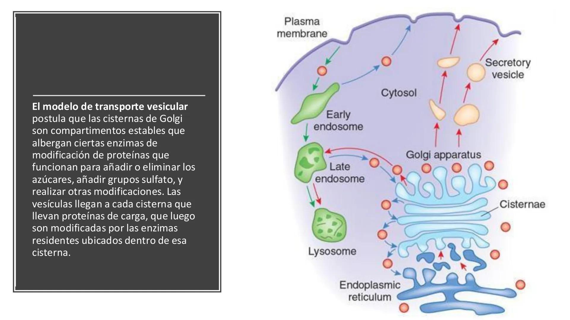 # Unidad 5.
Sistema de
endomembranas
ARN600 Biología Celular y Molecular # Objetivos de Aprendizaje
- Conocer los compartimentos membrano