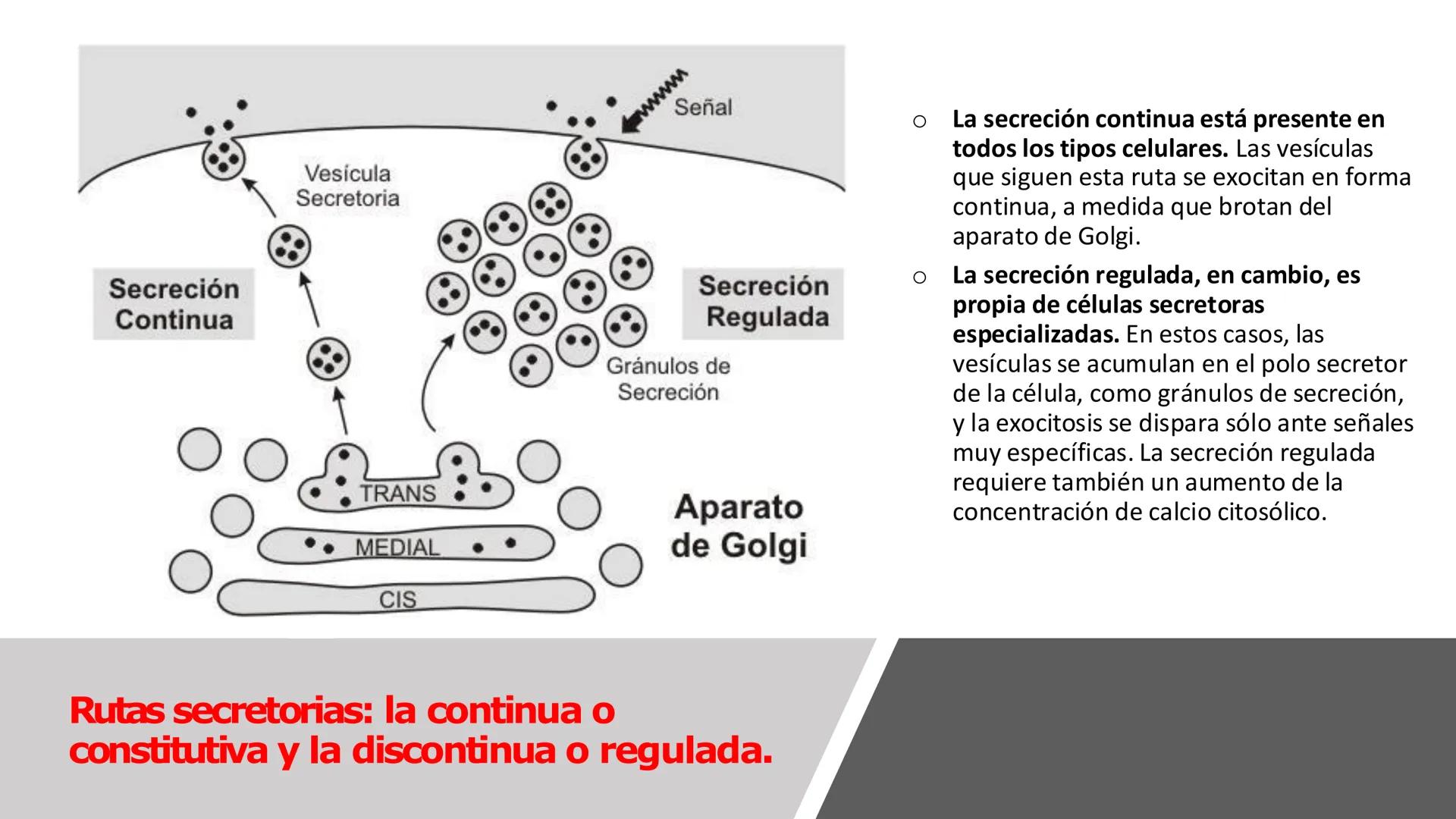 # Unidad 5.
Sistema de
endomembranas
ARN600 Biología Celular y Molecular # Objetivos de Aprendizaje
- Conocer los compartimentos membrano