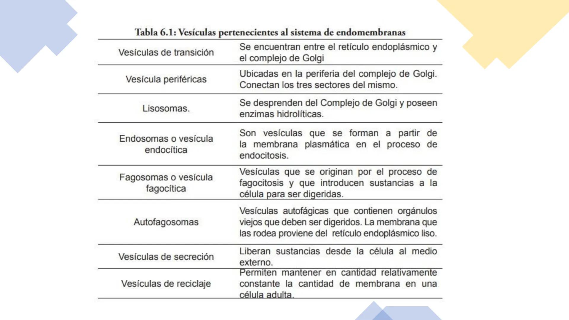 # Unidad 5.
Sistema de
endomembranas
ARN600 Biología Celular y Molecular # Objetivos de Aprendizaje
- Conocer los compartimentos membrano