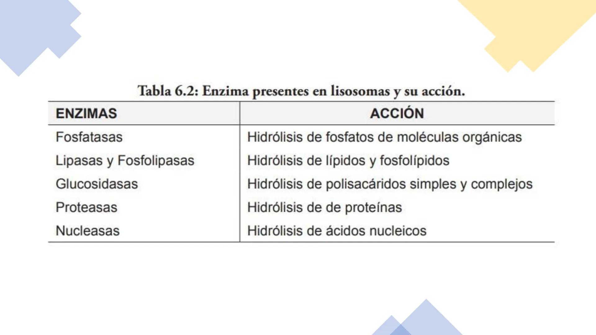 # Unidad 5.
Sistema de
endomembranas
ARN600 Biología Celular y Molecular # Objetivos de Aprendizaje
- Conocer los compartimentos membrano