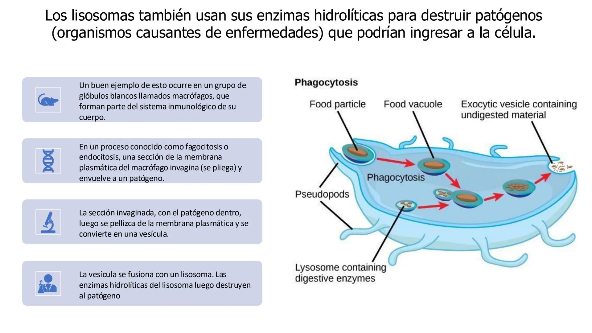 # Unidad 5.
Sistema de
endomembranas
ARN600 Biología Celular y Molecular # Objetivos de Aprendizaje
- Conocer los compartimentos membrano