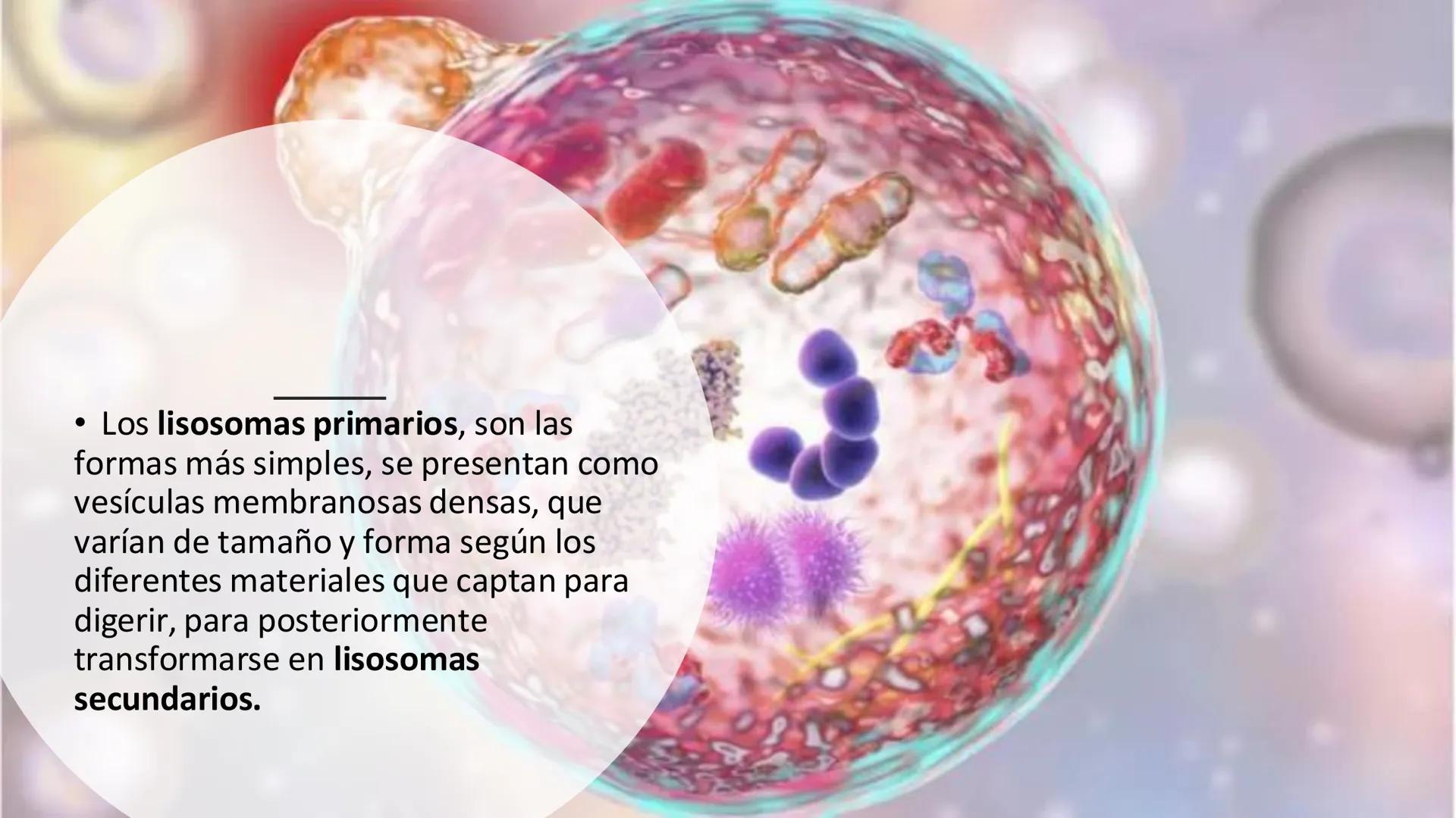 # Unidad 5.
Sistema de
endomembranas
ARN600 Biología Celular y Molecular # Objetivos de Aprendizaje
- Conocer los compartimentos membrano