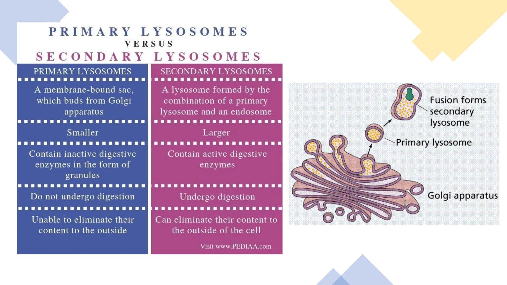 # Unidad 5.
Sistema de
endomembranas
ARN600 Biología Celular y Molecular # Objetivos de Aprendizaje
- Conocer los compartimentos membrano