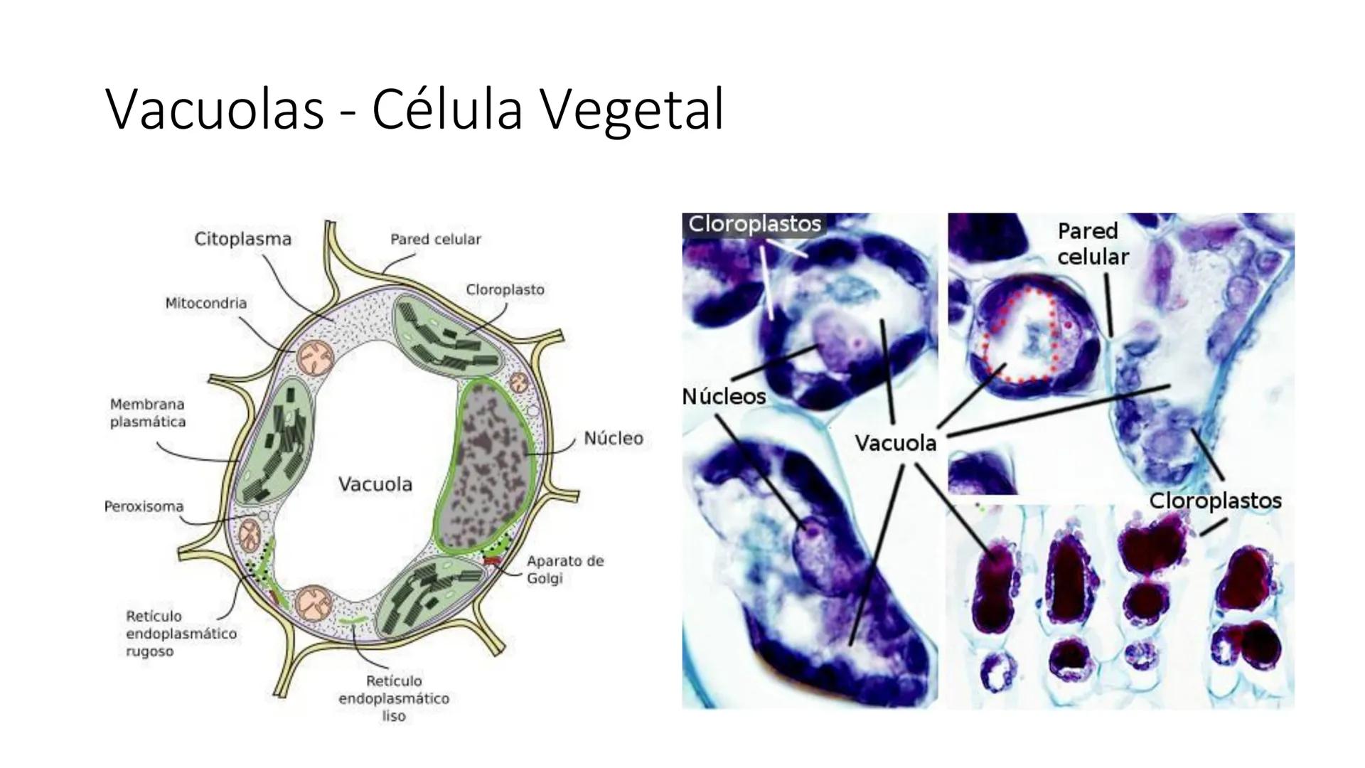 # Unidad 5.
Sistema de
endomembranas
ARN600 Biología Celular y Molecular # Objetivos de Aprendizaje
- Conocer los compartimentos membrano