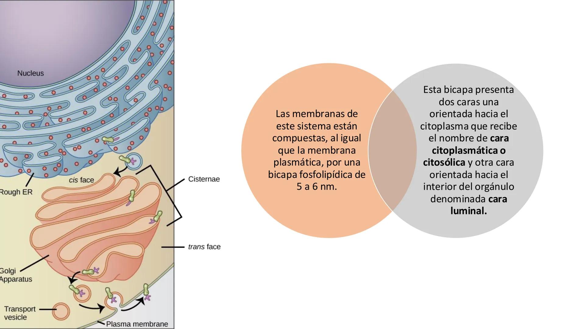 # Unidad 5.
Sistema de
endomembranas
ARN600 Biología Celular y Molecular # Objetivos de Aprendizaje
- Conocer los compartimentos membrano