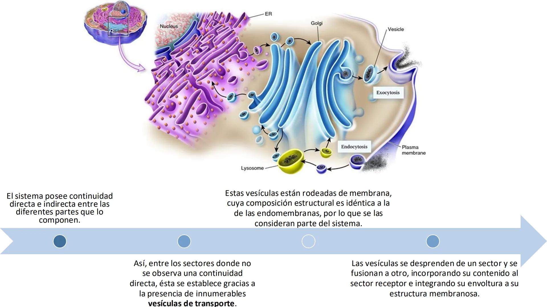 # Unidad 5.
Sistema de
endomembranas
ARN600 Biología Celular y Molecular # Objetivos de Aprendizaje
- Conocer los compartimentos membrano