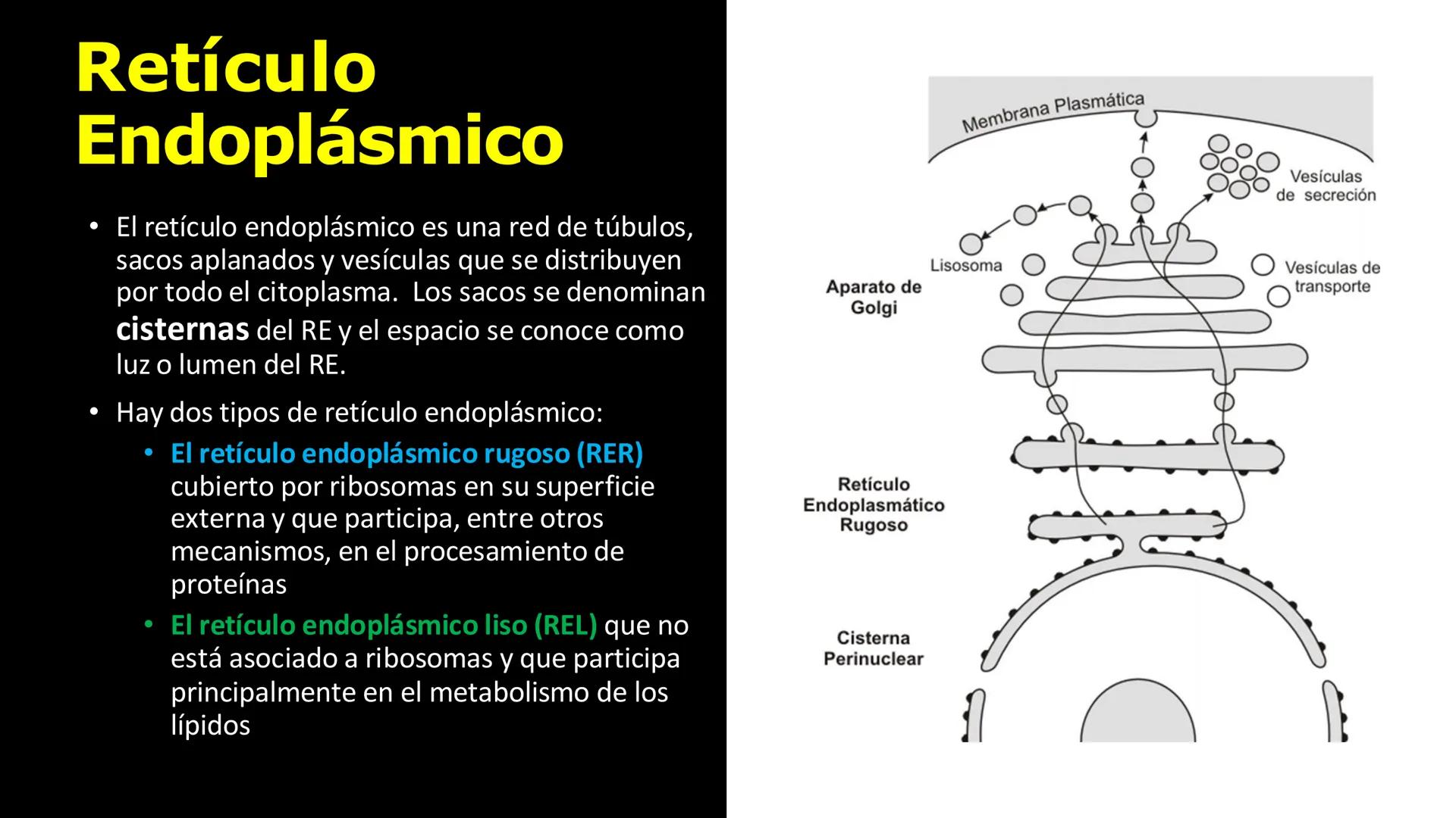 # Unidad 5.
Sistema de
endomembranas
ARN600 Biología Celular y Molecular # Objetivos de Aprendizaje
- Conocer los compartimentos membrano