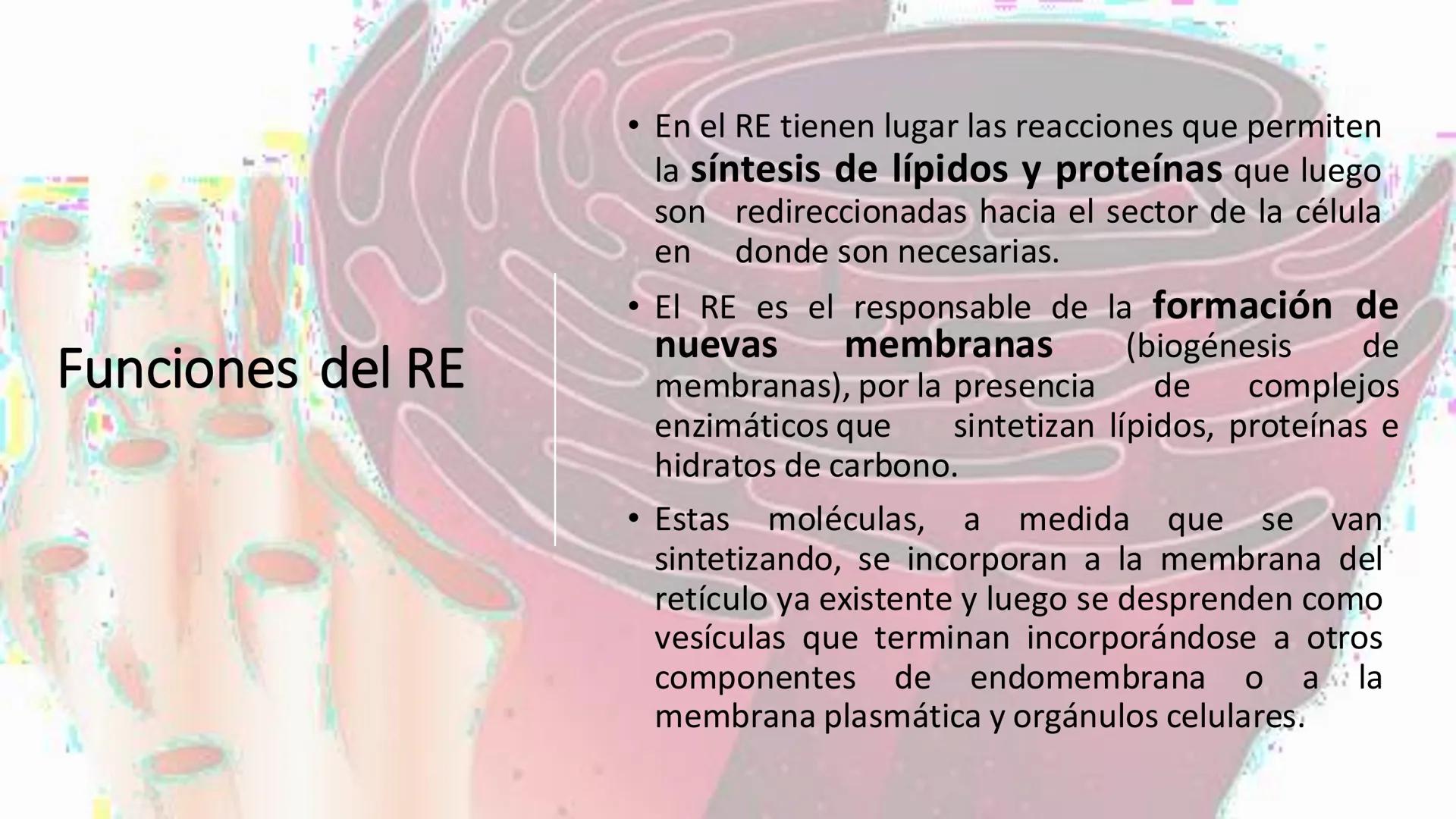 # Unidad 5.
Sistema de
endomembranas
ARN600 Biología Celular y Molecular # Objetivos de Aprendizaje
- Conocer los compartimentos membrano