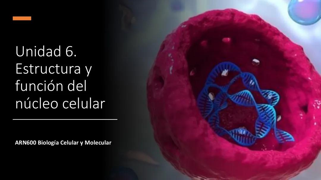 estructura y función del núcleo celular