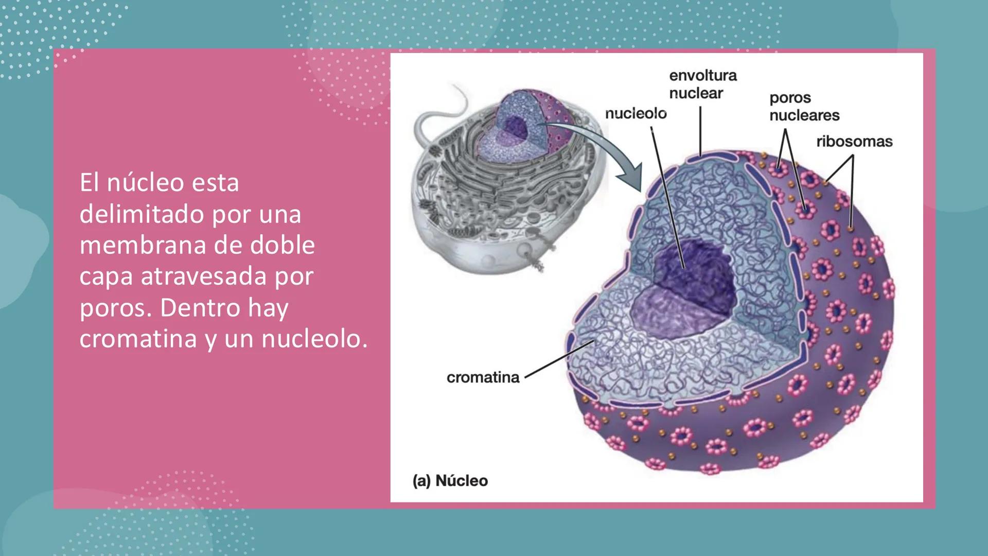 # Unidad 6.
Estructura y
función del
núcleo celular
ARN600 Biología Celular y Molecular Objetivos de
Aprendizaje
Nucleus
Nuclear
Nuclear en