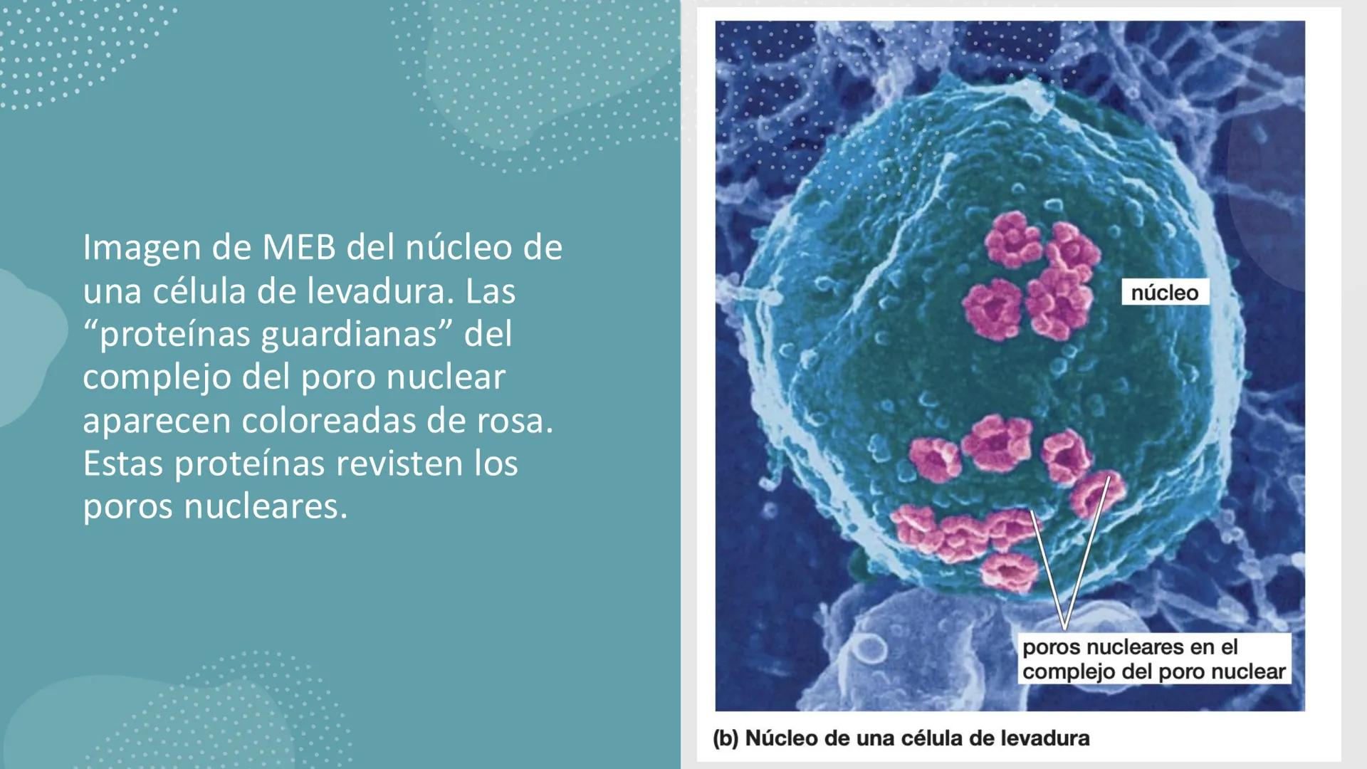 # Unidad 6.
Estructura y
función del
núcleo celular
ARN600 Biología Celular y Molecular Objetivos de
Aprendizaje
Nucleus
Nuclear
Nuclear en