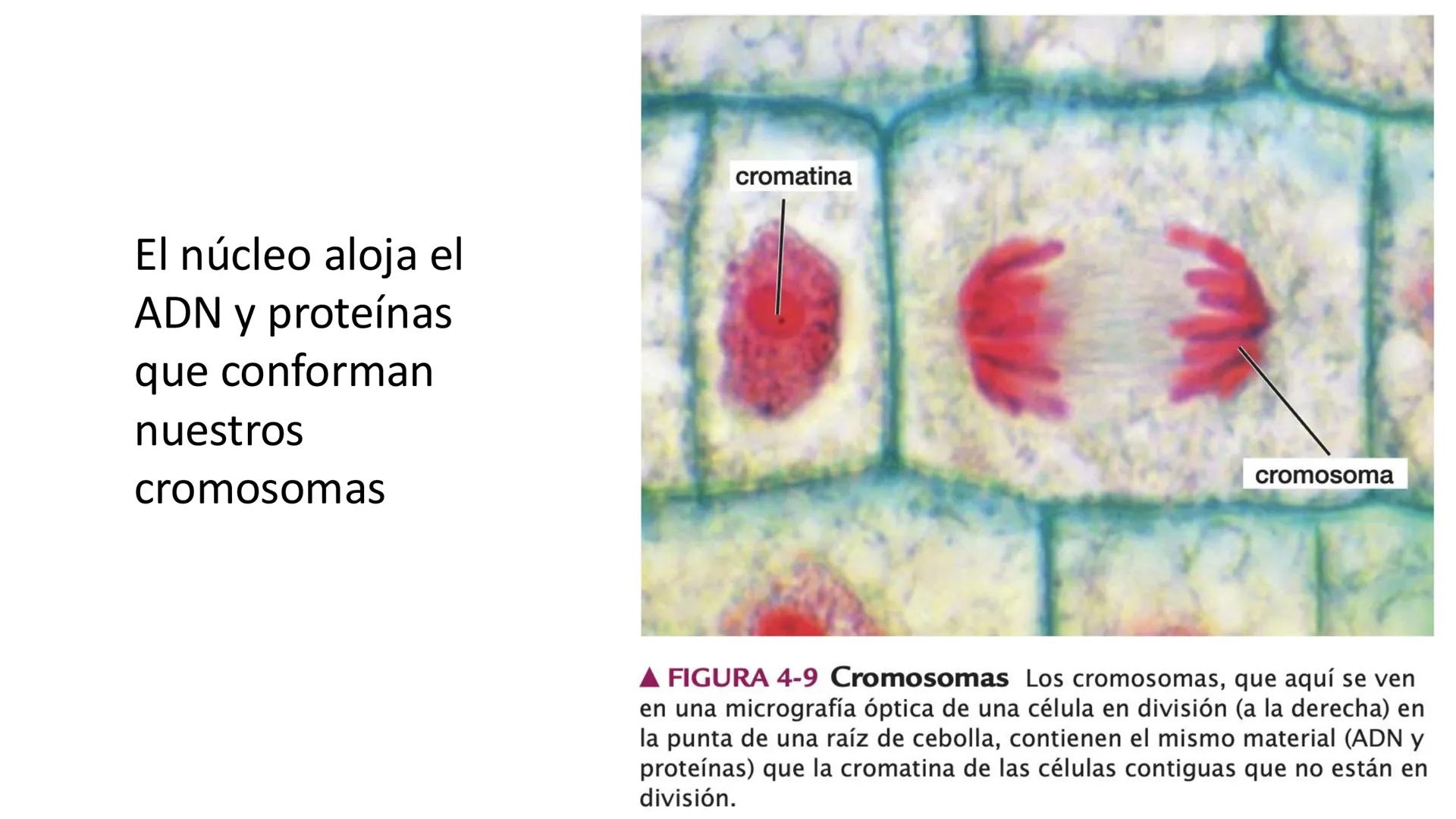 # Unidad 6.
Estructura y
función del
núcleo celular
ARN600 Biología Celular y Molecular Objetivos de
Aprendizaje
Nucleus
Nuclear
Nuclear en