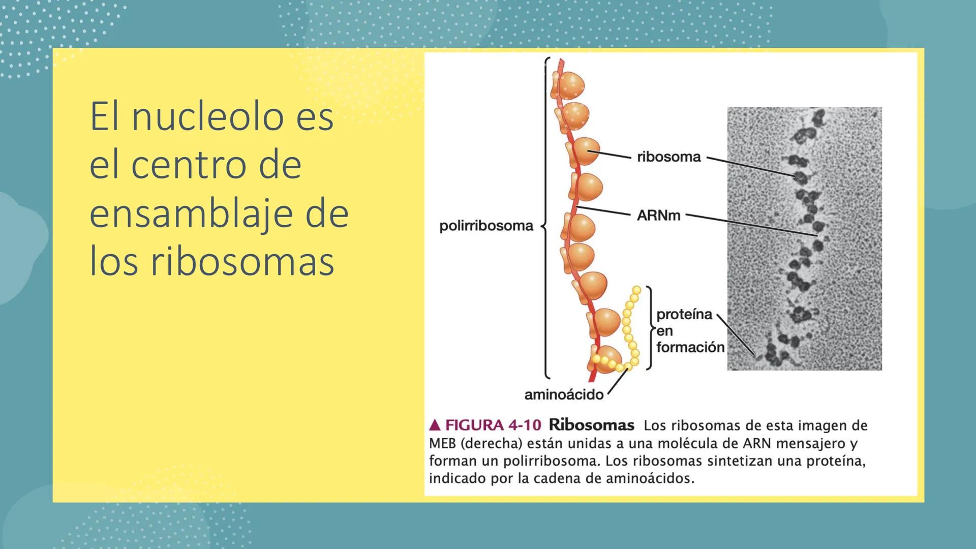 # Unidad 6.
Estructura y
función del
núcleo celular
ARN600 Biología Celular y Molecular Objetivos de
Aprendizaje
Nucleus
Nuclear
Nuclear en