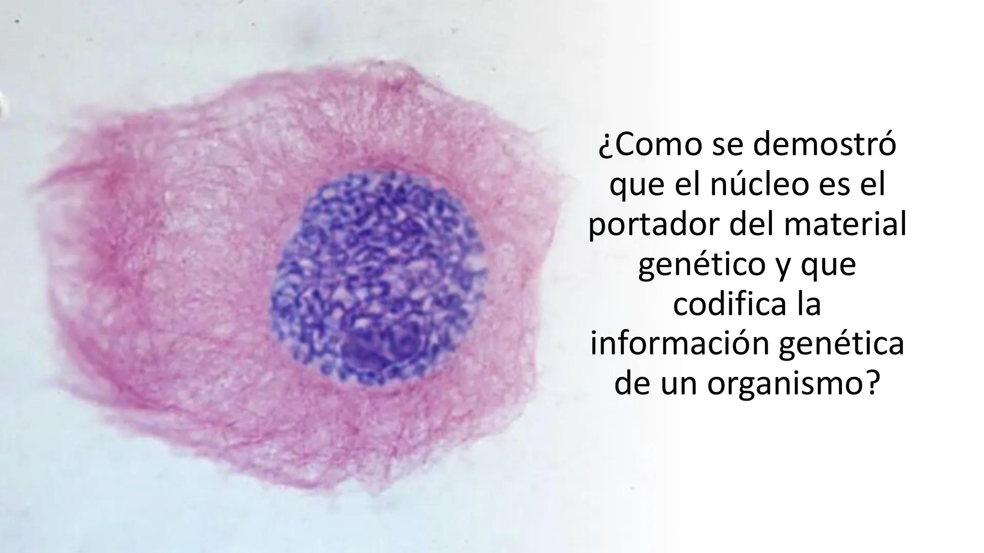 # Unidad 6.
Estructura y
función del
núcleo celular
ARN600 Biología Celular y Molecular Objetivos de
Aprendizaje
Nucleus
Nuclear
Nuclear en