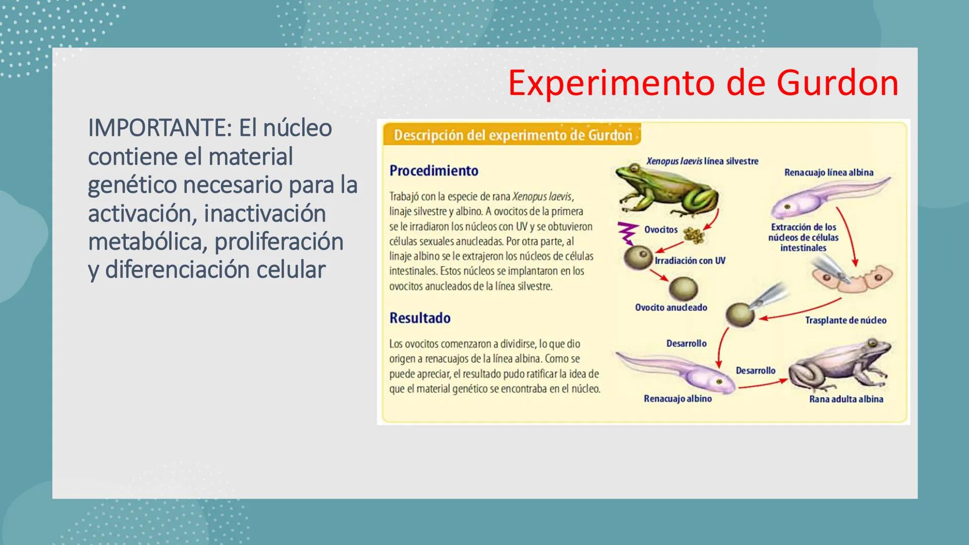 # Unidad 6.
Estructura y
función del
núcleo celular
ARN600 Biología Celular y Molecular Objetivos de
Aprendizaje
Nucleus
Nuclear
Nuclear en
