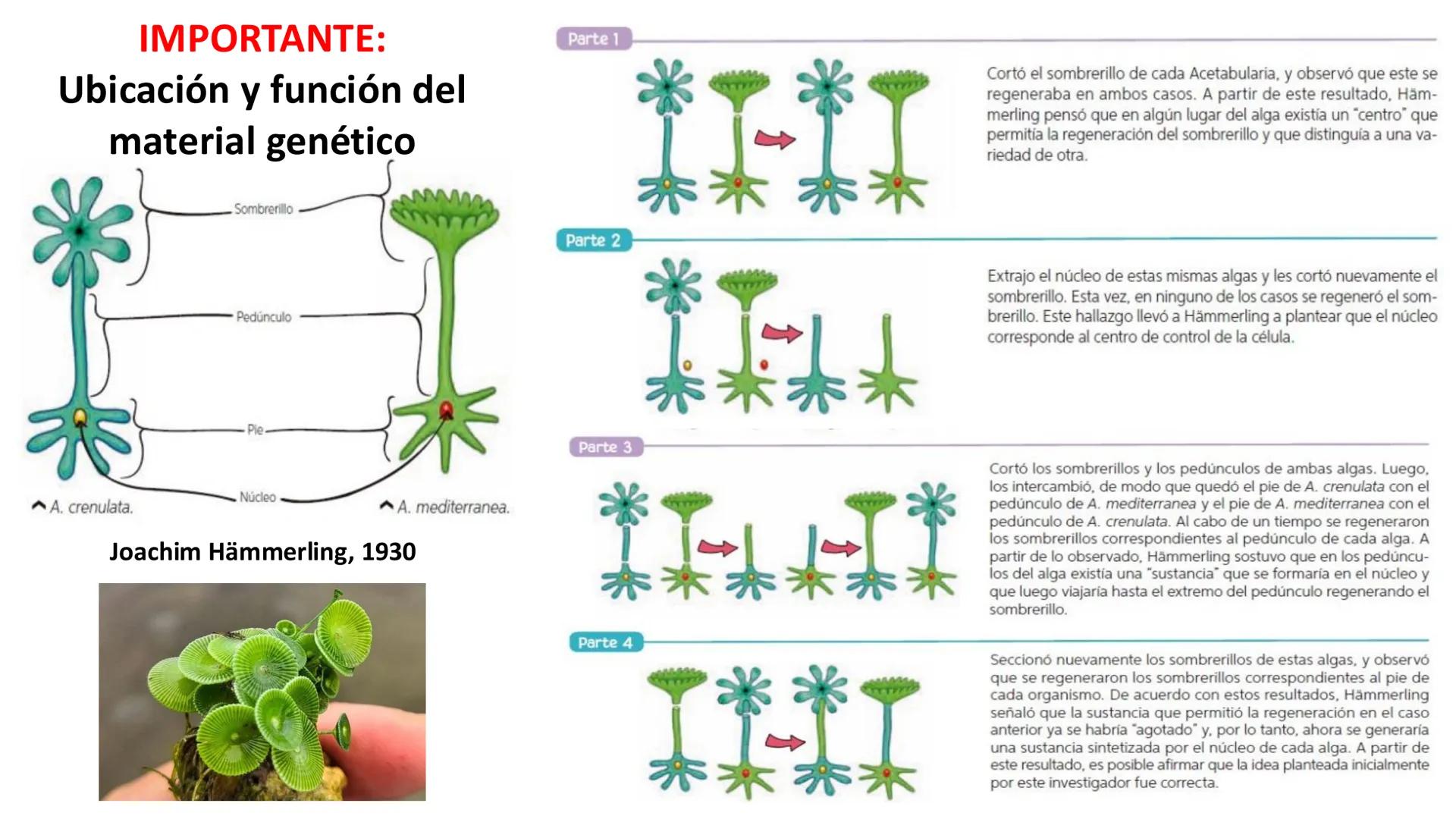 # Unidad 6.
Estructura y
función del
núcleo celular
ARN600 Biología Celular y Molecular Objetivos de
Aprendizaje
Nucleus
Nuclear
Nuclear en