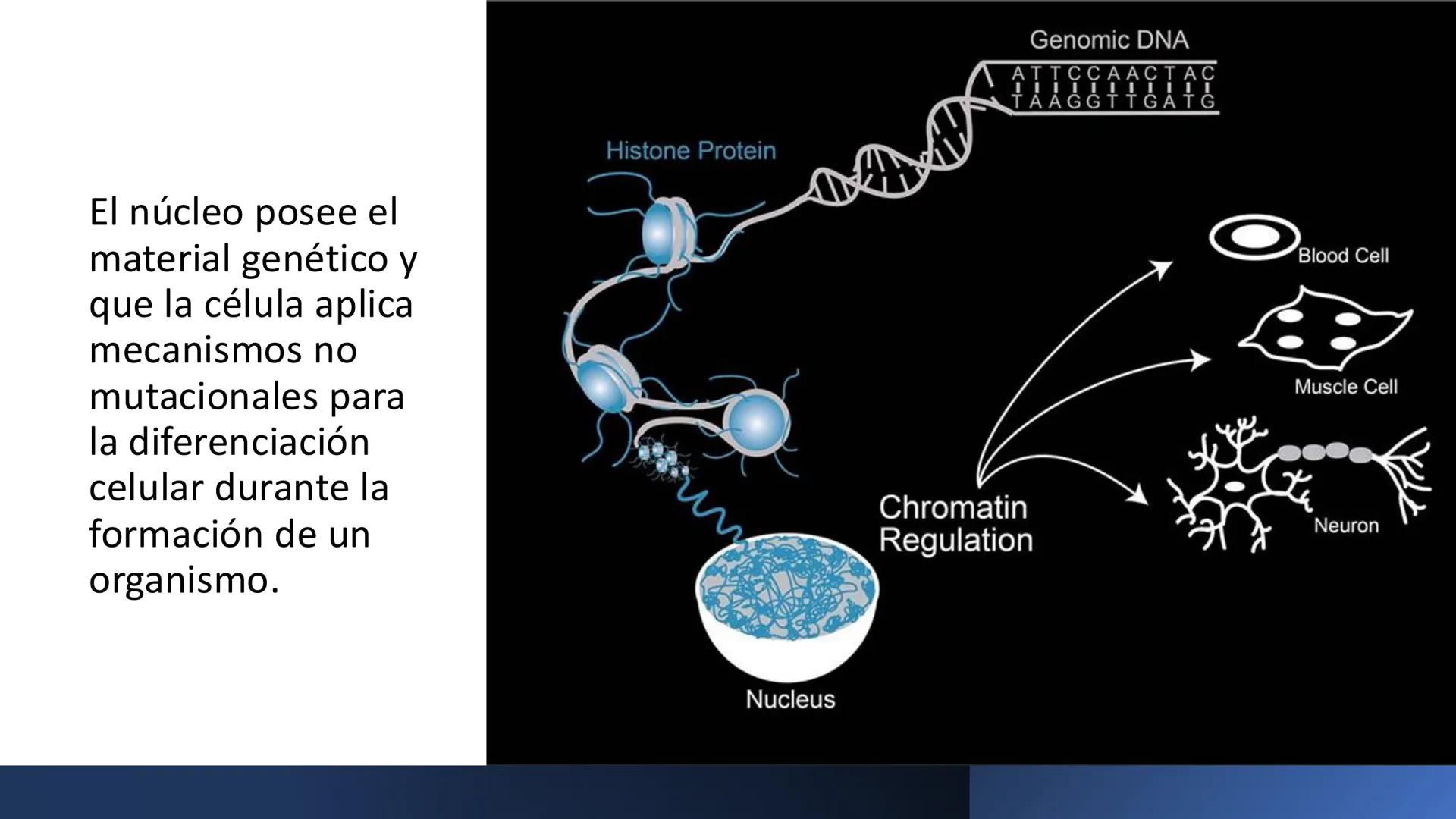 # Unidad 6.
Estructura y
función del
núcleo celular
ARN600 Biología Celular y Molecular Objetivos de
Aprendizaje
Nucleus
Nuclear
Nuclear en