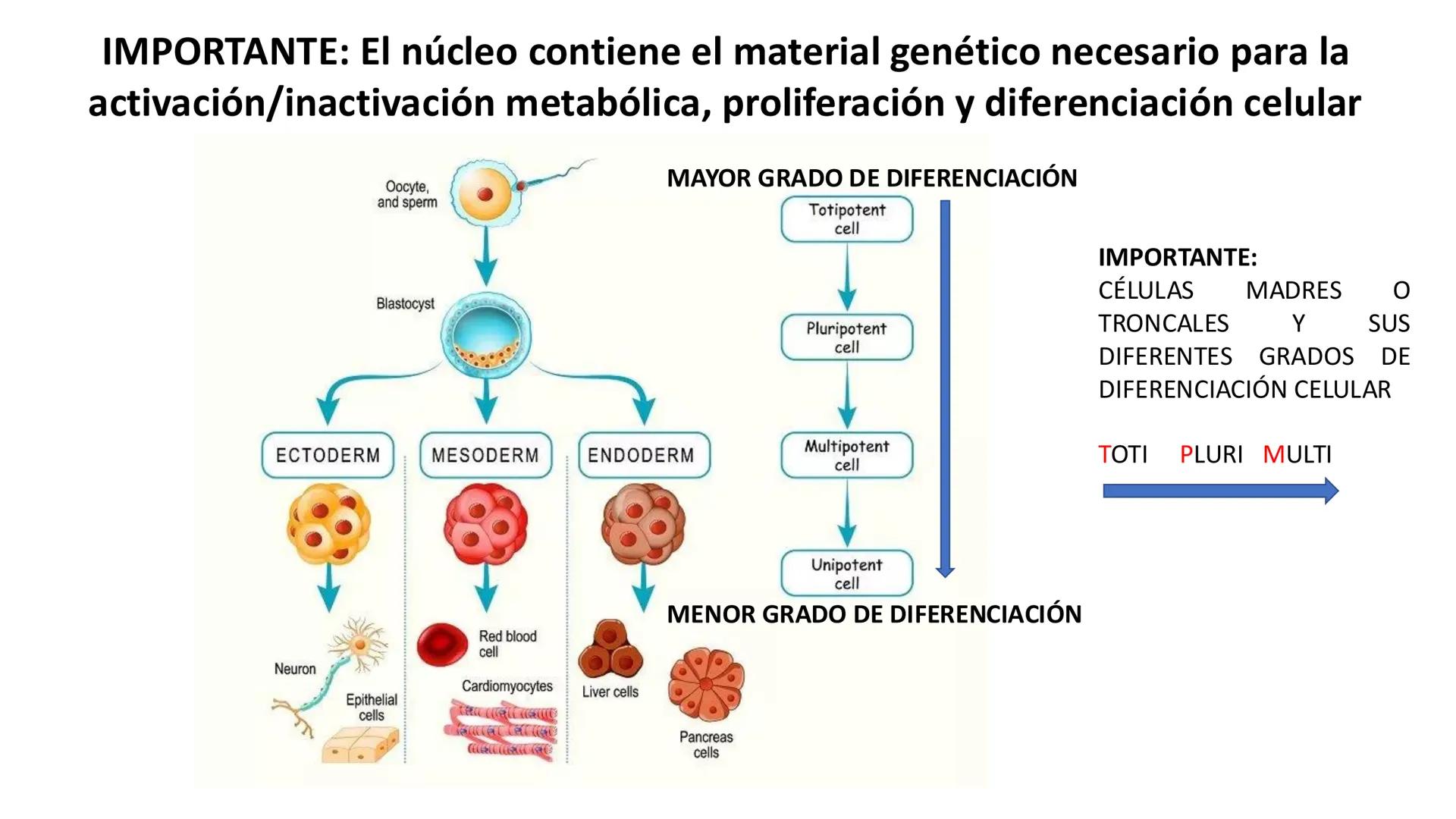 # Unidad 6.
Estructura y
función del
núcleo celular
ARN600 Biología Celular y Molecular Objetivos de
Aprendizaje
Nucleus
Nuclear
Nuclear en