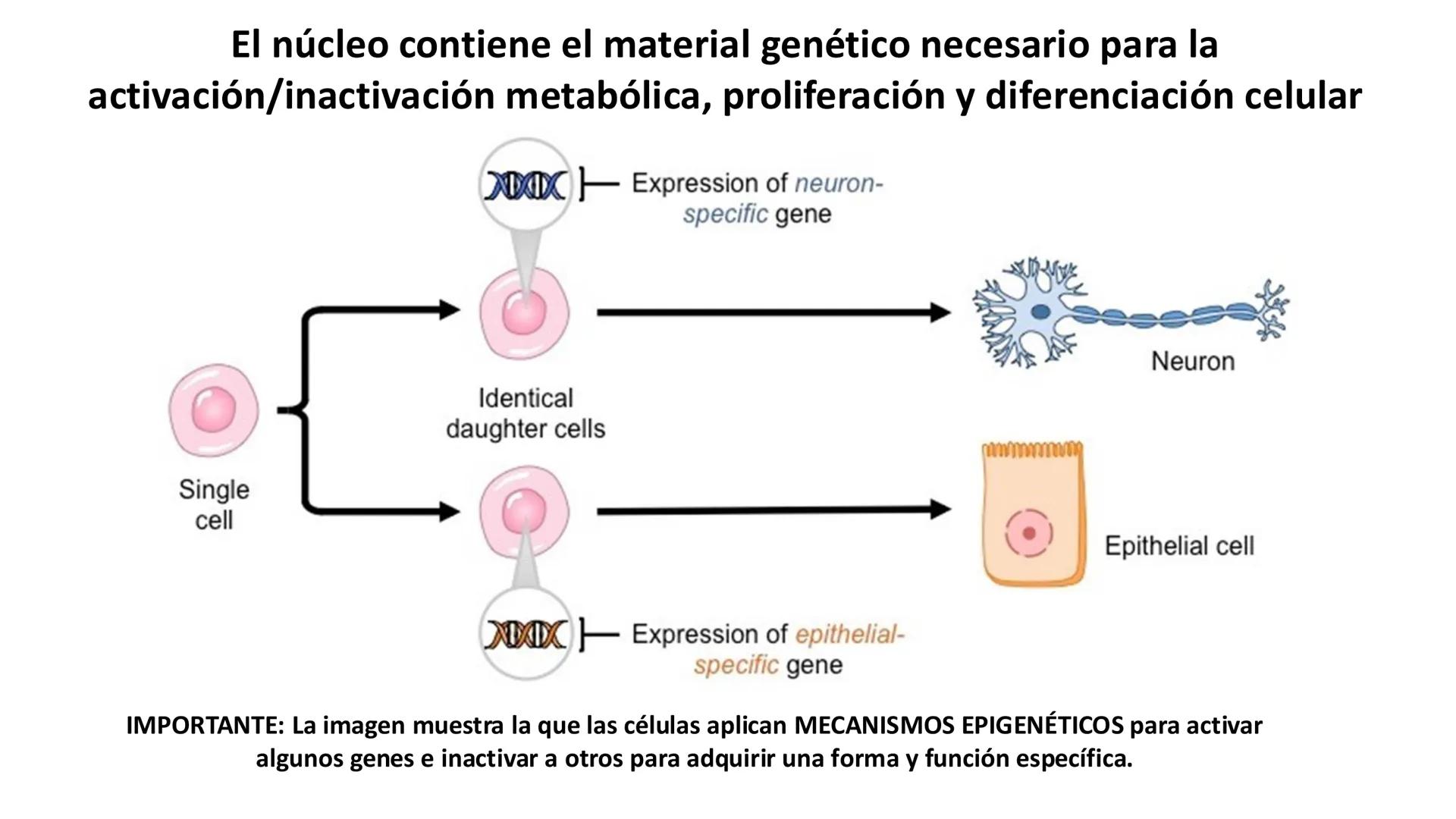 # Unidad 6.
Estructura y
función del
núcleo celular
ARN600 Biología Celular y Molecular Objetivos de
Aprendizaje
Nucleus
Nuclear
Nuclear en