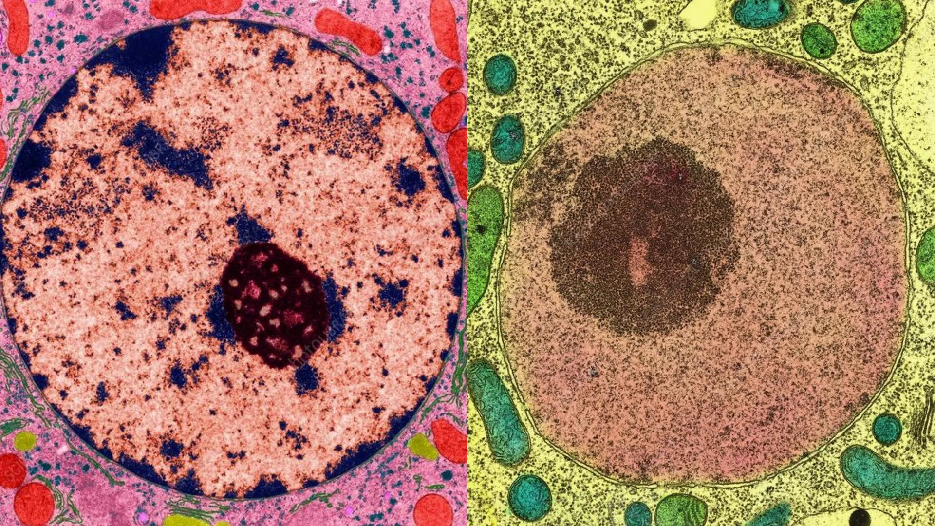 # Unidad 6.
Estructura y
función del
núcleo celular
ARN600 Biología Celular y Molecular Objetivos de
Aprendizaje
Nucleus
Nuclear
Nuclear en