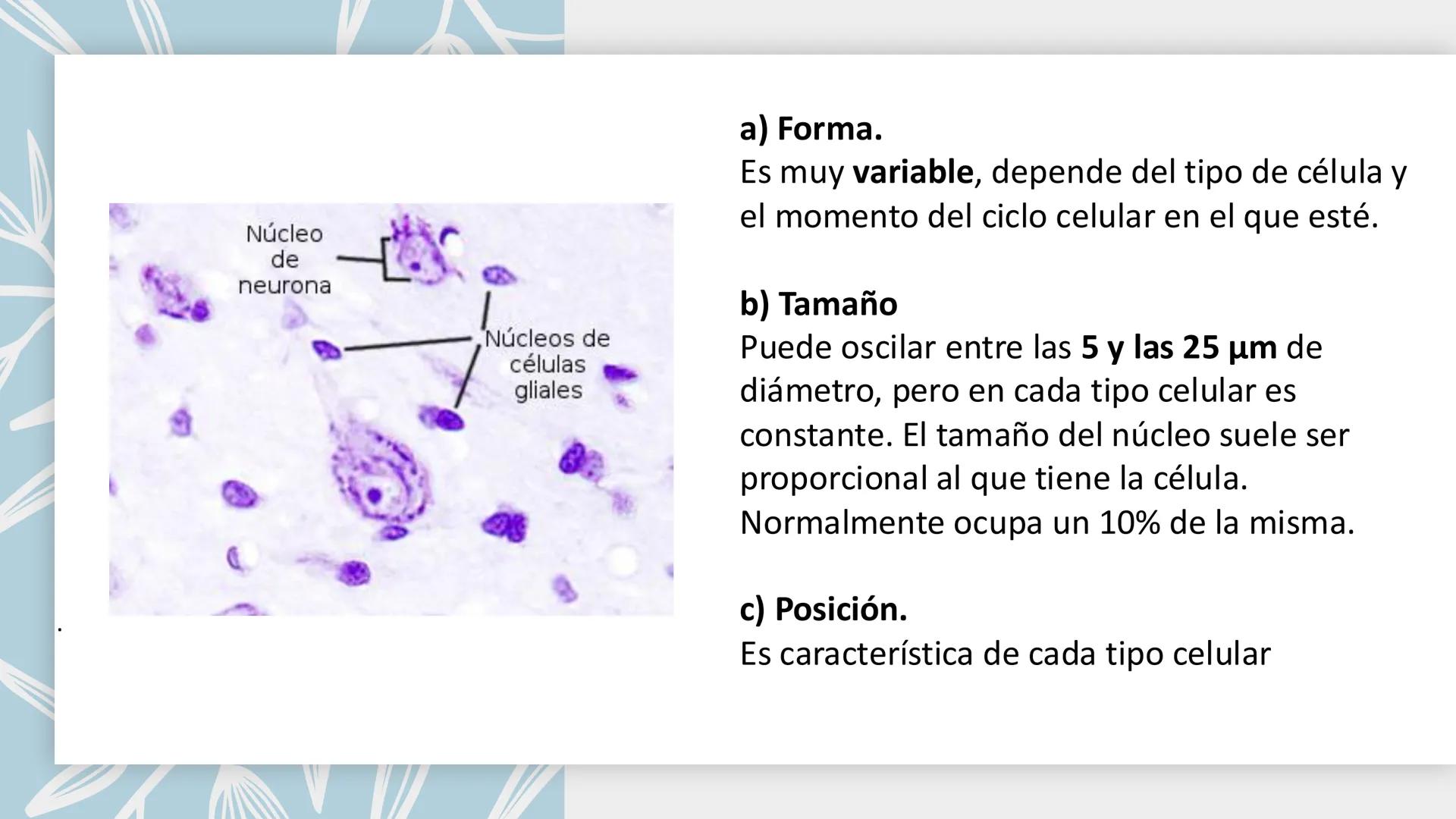# Unidad 6.
Estructura y
función del
núcleo celular
ARN600 Biología Celular y Molecular Objetivos de
Aprendizaje
Nucleus
Nuclear
Nuclear en