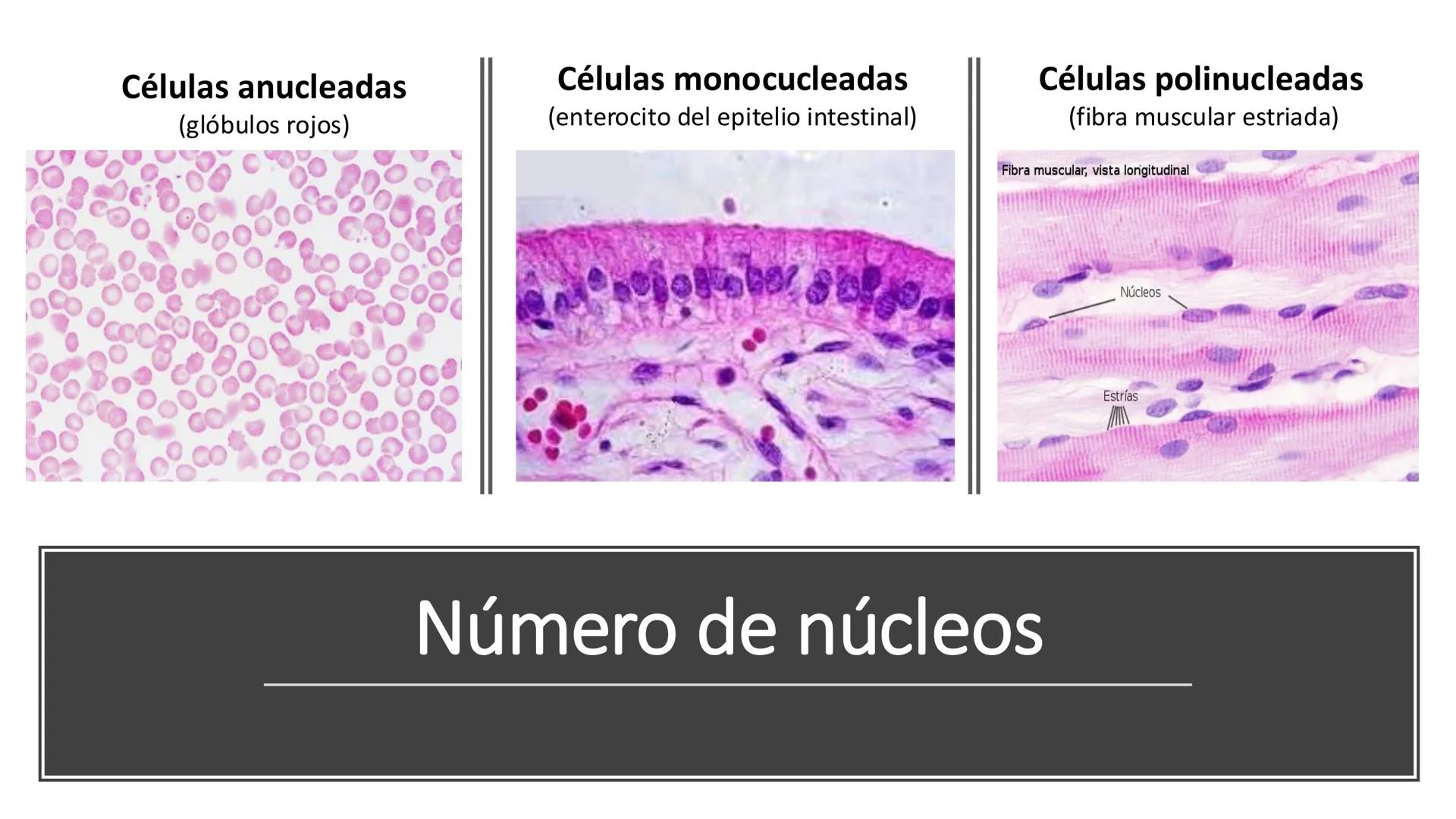 # Unidad 6.
Estructura y
función del
núcleo celular
ARN600 Biología Celular y Molecular Objetivos de
Aprendizaje
Nucleus
Nuclear
Nuclear en