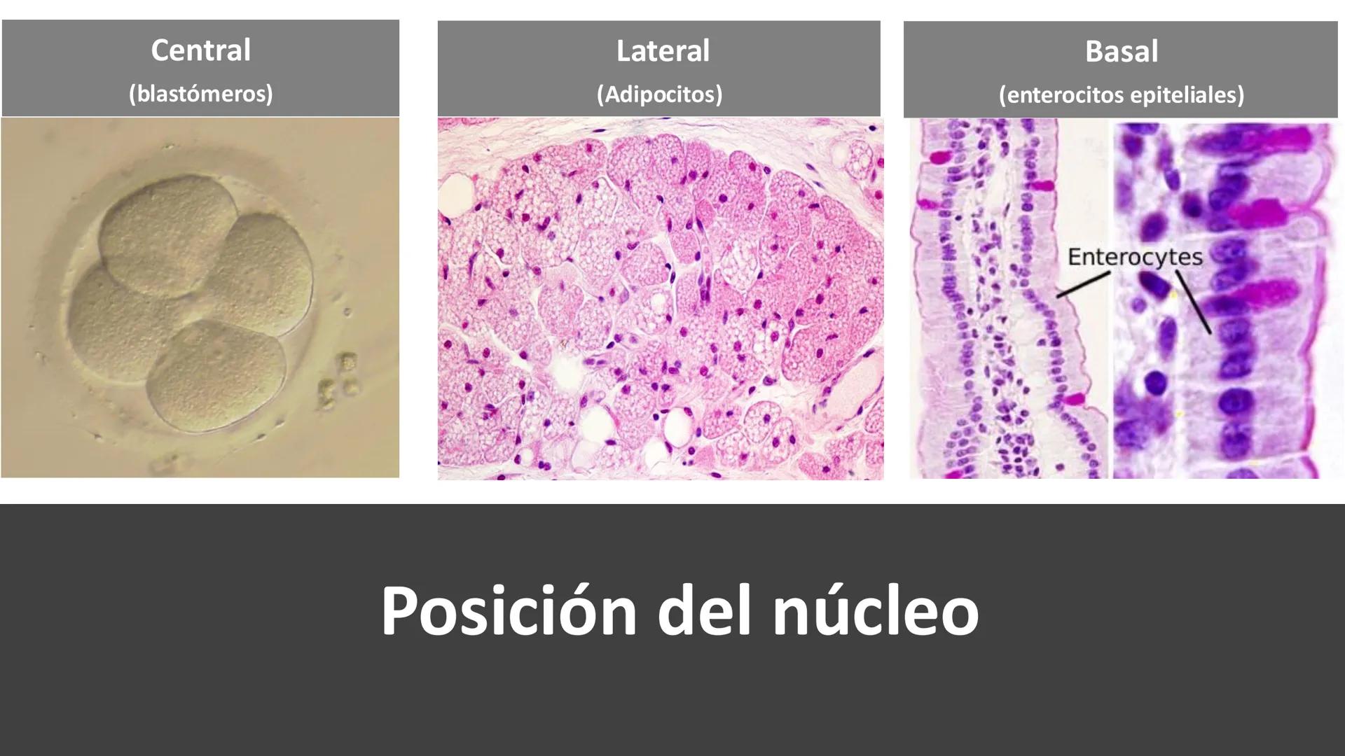 # Unidad 6.
Estructura y
función del
núcleo celular
ARN600 Biología Celular y Molecular Objetivos de
Aprendizaje
Nucleus
Nuclear
Nuclear en