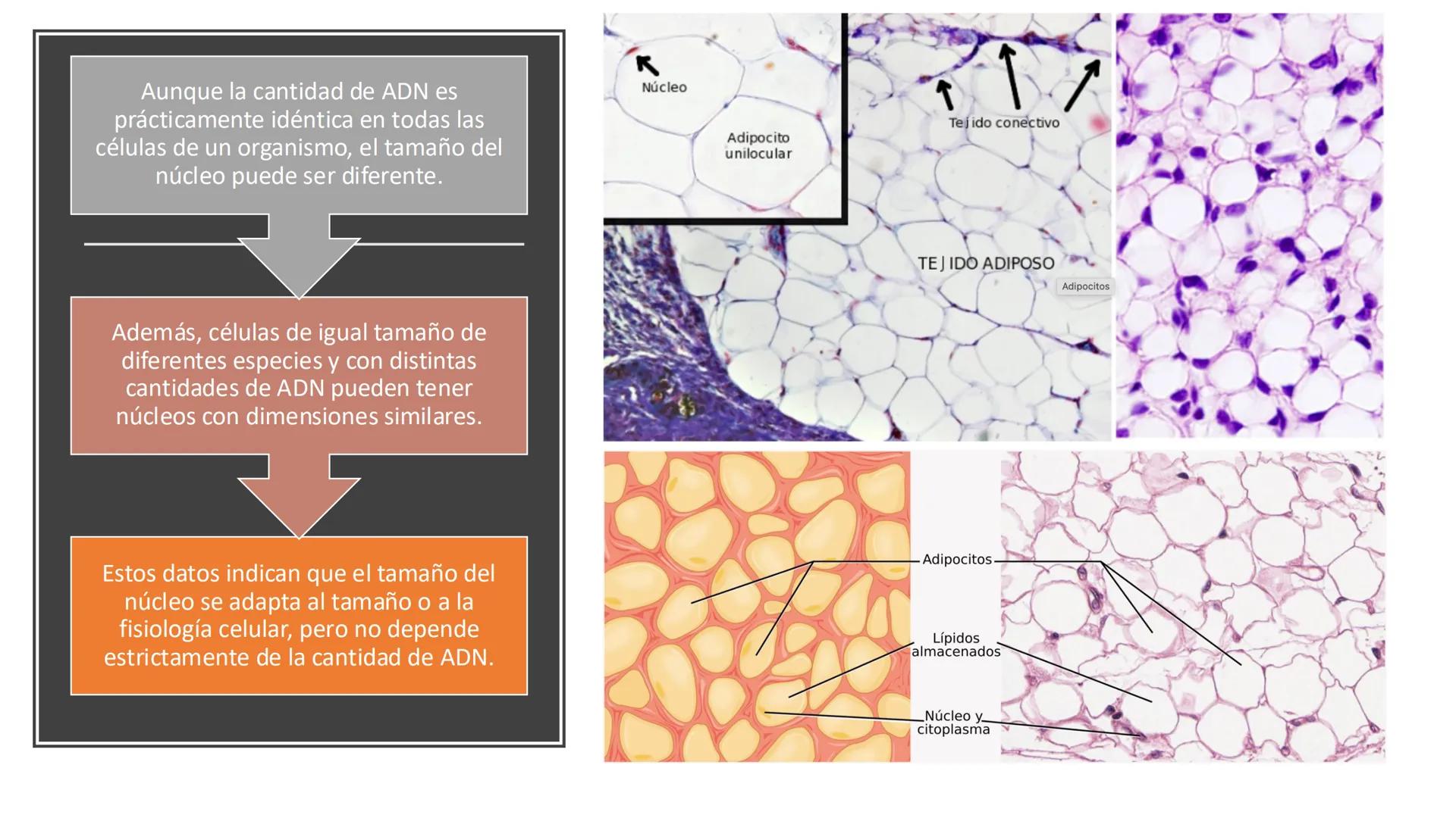 # Unidad 6.
Estructura y
función del
núcleo celular
ARN600 Biología Celular y Molecular Objetivos de
Aprendizaje
Nucleus
Nuclear
Nuclear en