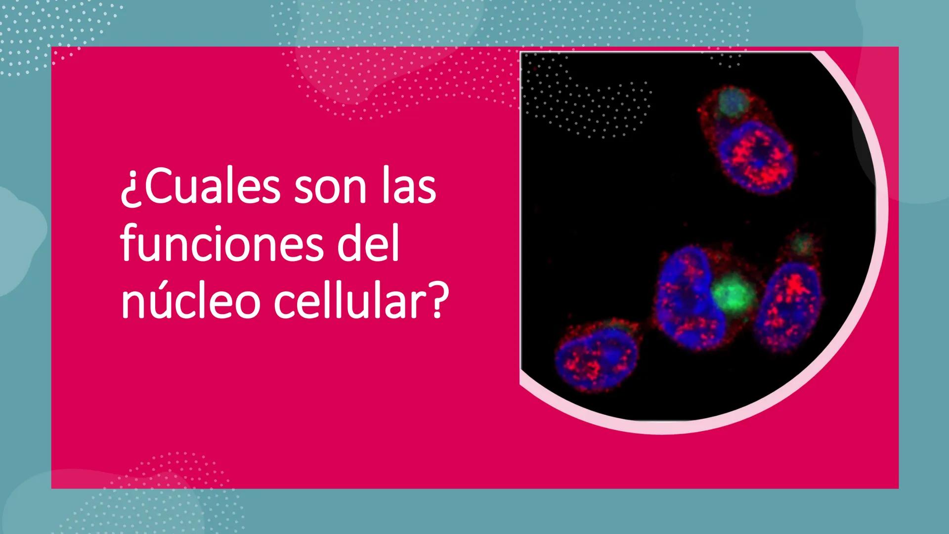 # Unidad 6.
Estructura y
función del
núcleo celular
ARN600 Biología Celular y Molecular Objetivos de
Aprendizaje
Nucleus
Nuclear
Nuclear en