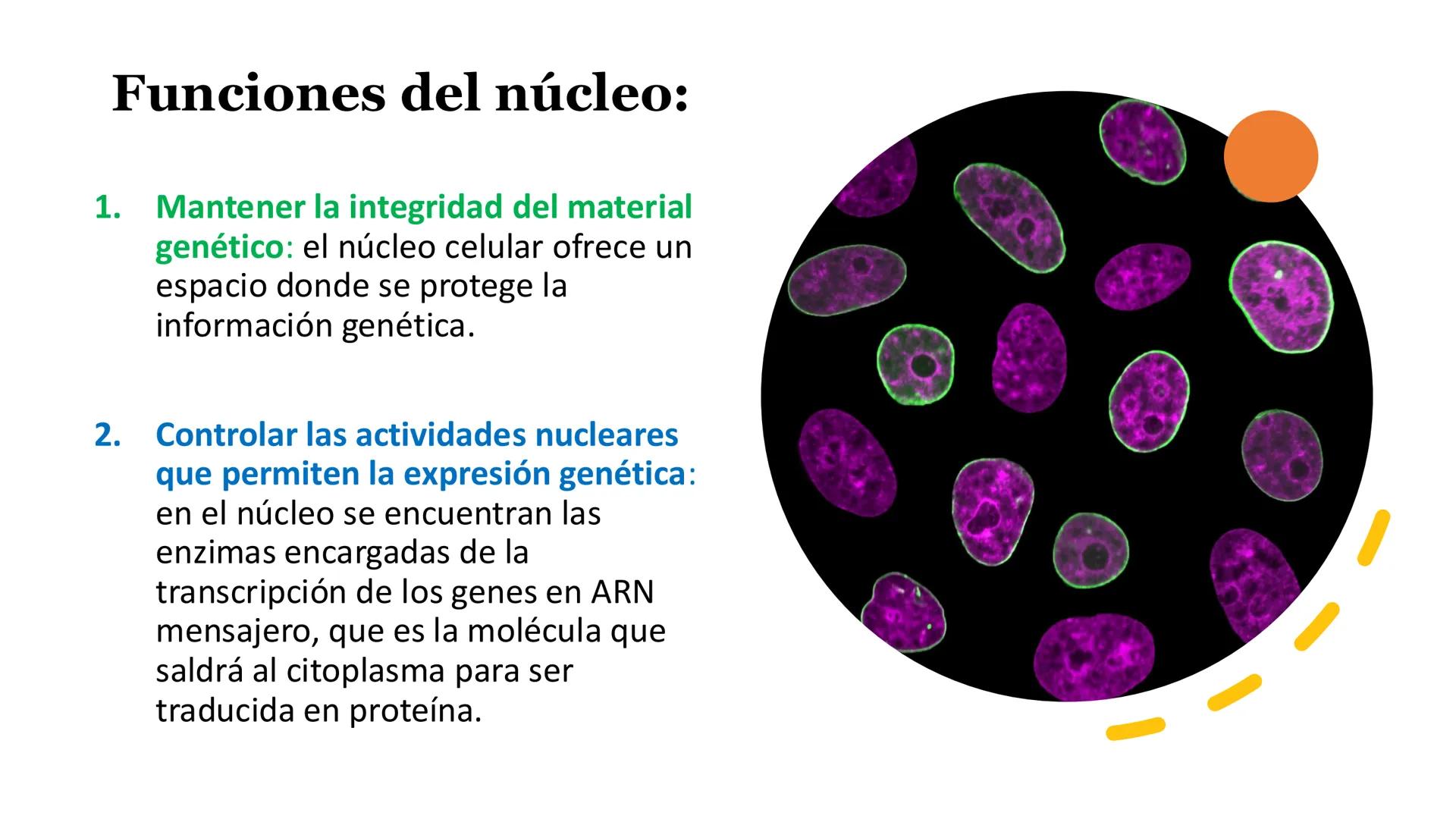 # Unidad 6.
Estructura y
función del
núcleo celular
ARN600 Biología Celular y Molecular Objetivos de
Aprendizaje
Nucleus
Nuclear
Nuclear en