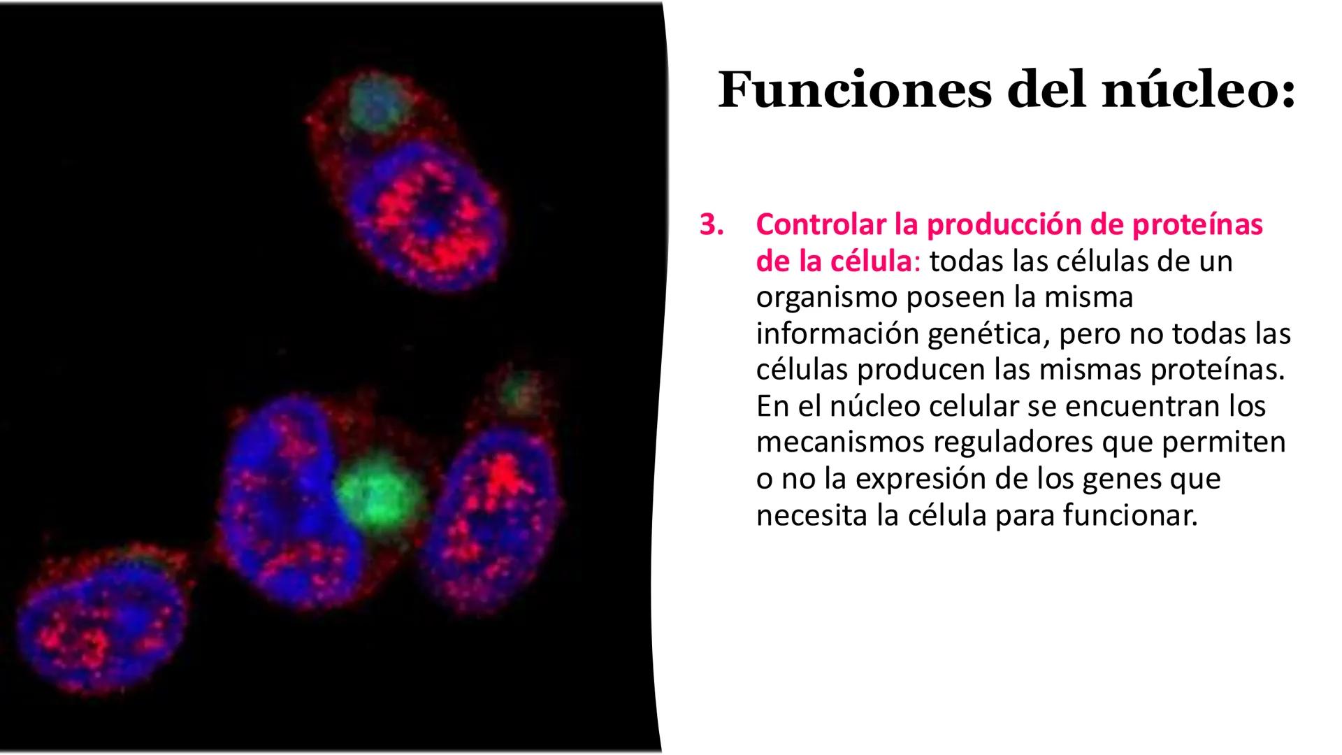# Unidad 6.
Estructura y
función del
núcleo celular
ARN600 Biología Celular y Molecular Objetivos de
Aprendizaje
Nucleus
Nuclear
Nuclear en