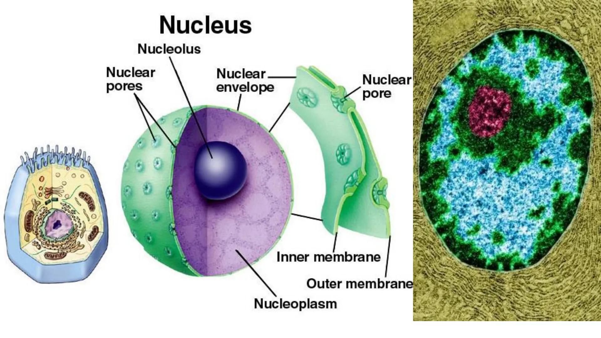 # Unidad 6.
Estructura y
función del
núcleo celular
ARN600 Biología Celular y Molecular Objetivos de
Aprendizaje
Nucleus
Nuclear
Nuclear en