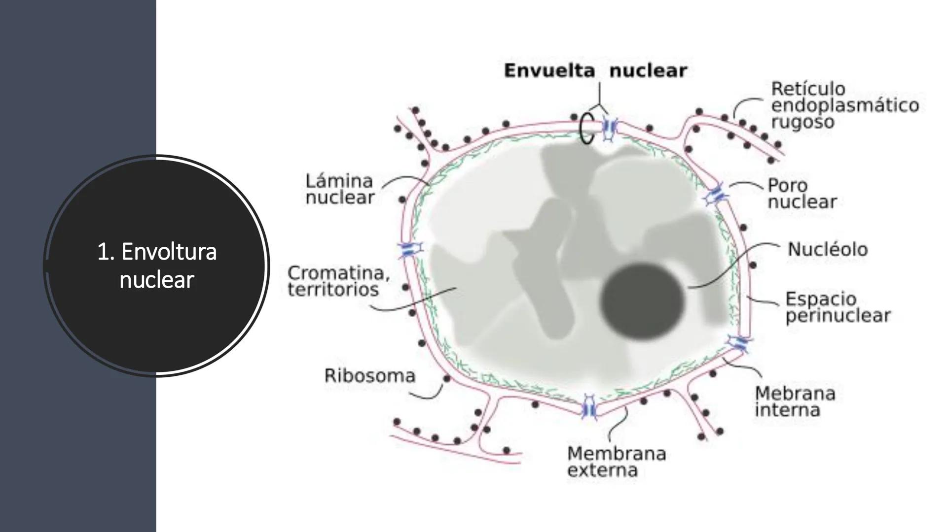 # Unidad 6.
Estructura y
función del
núcleo celular
ARN600 Biología Celular y Molecular Objetivos de
Aprendizaje
Nucleus
Nuclear
Nuclear en