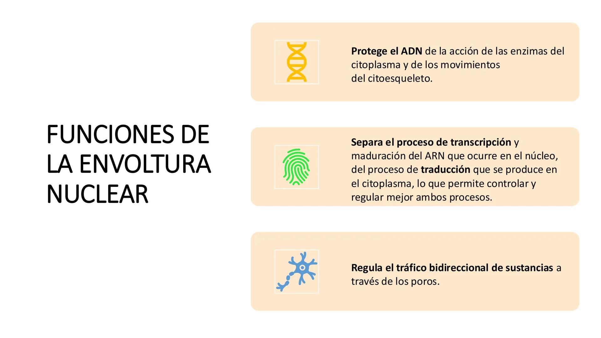 # Unidad 6.
Estructura y
función del
núcleo celular
ARN600 Biología Celular y Molecular Objetivos de
Aprendizaje
Nucleus
Nuclear
Nuclear en