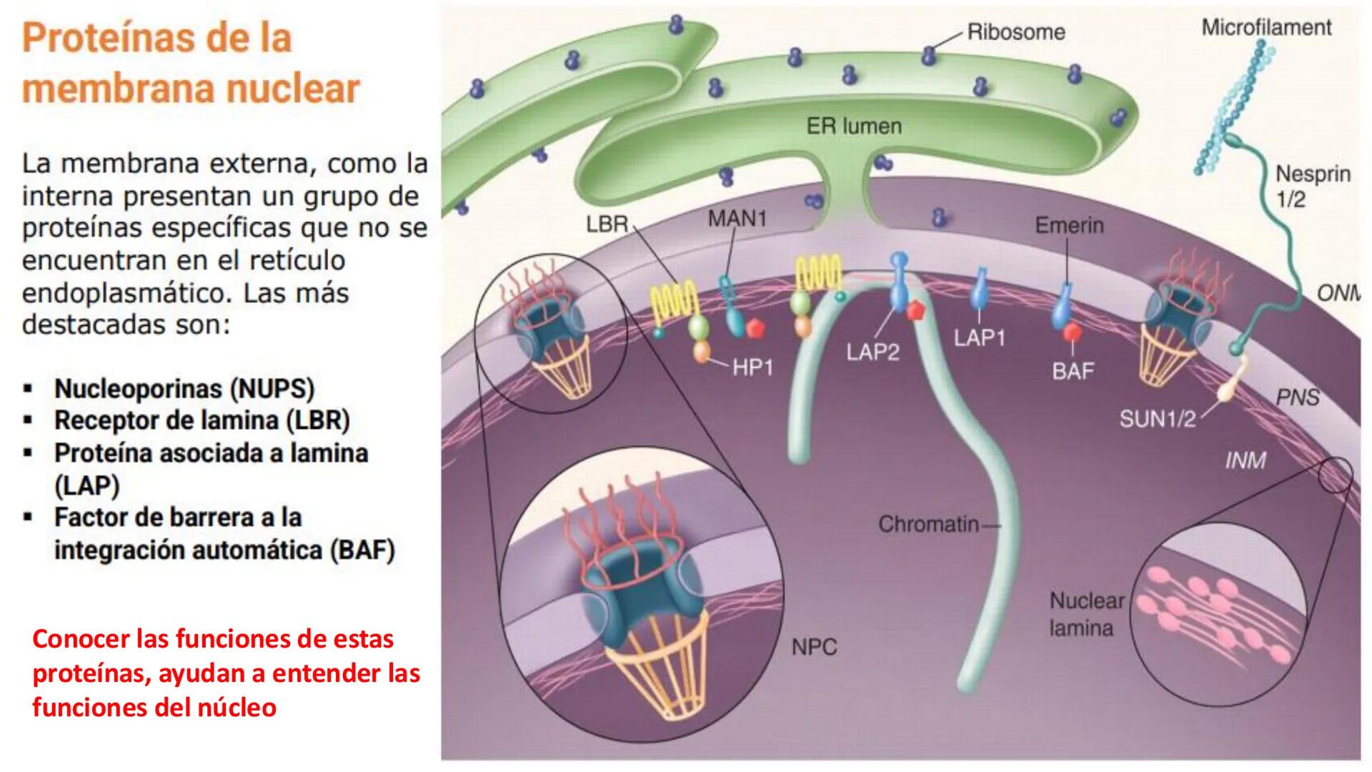 # Unidad 6.
Estructura y
función del
núcleo celular
ARN600 Biología Celular y Molecular Objetivos de
Aprendizaje
Nucleus
Nuclear
Nuclear en
